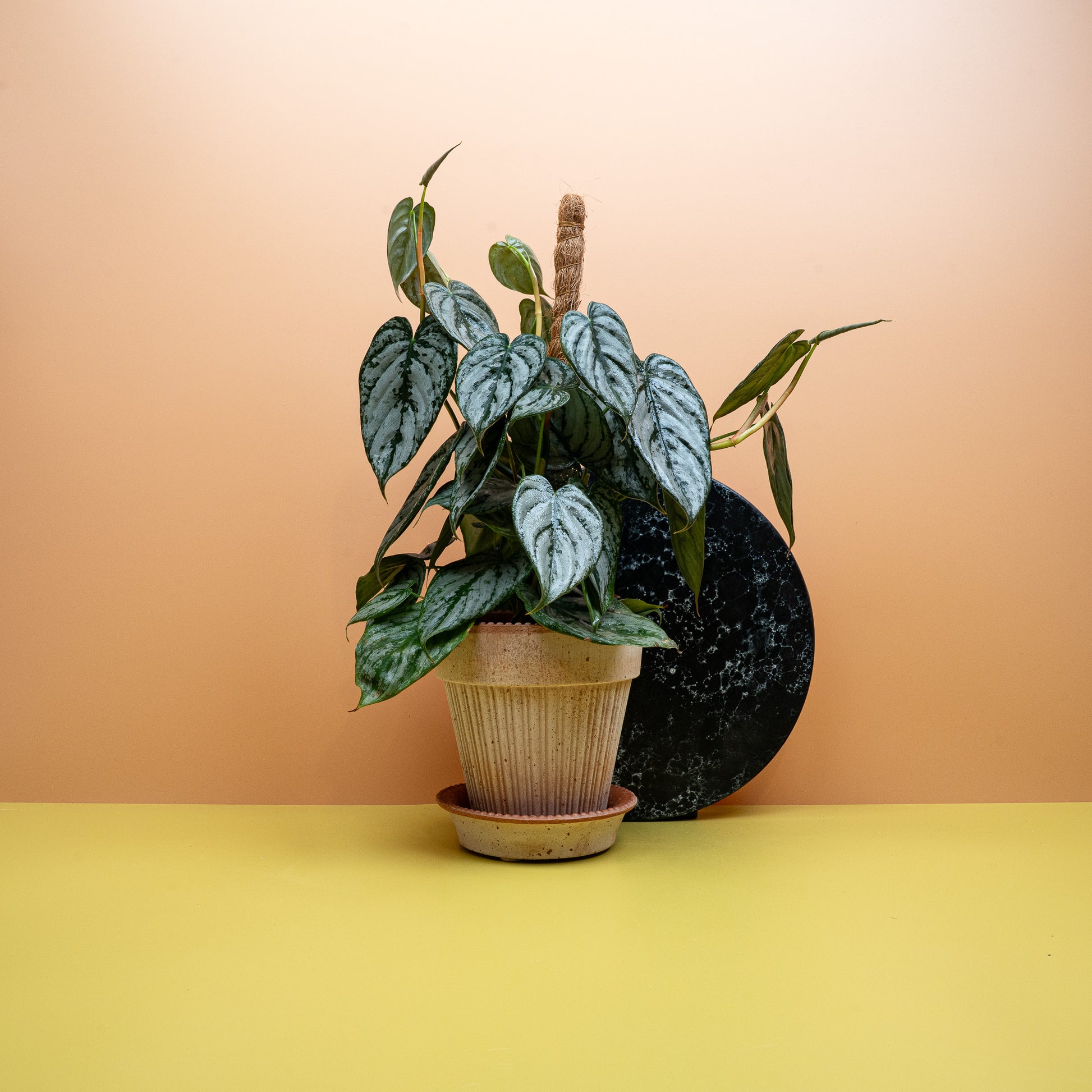 philodendron bestellen PHILODENDRON BRANDTIANUM online kaufen bei potflourri