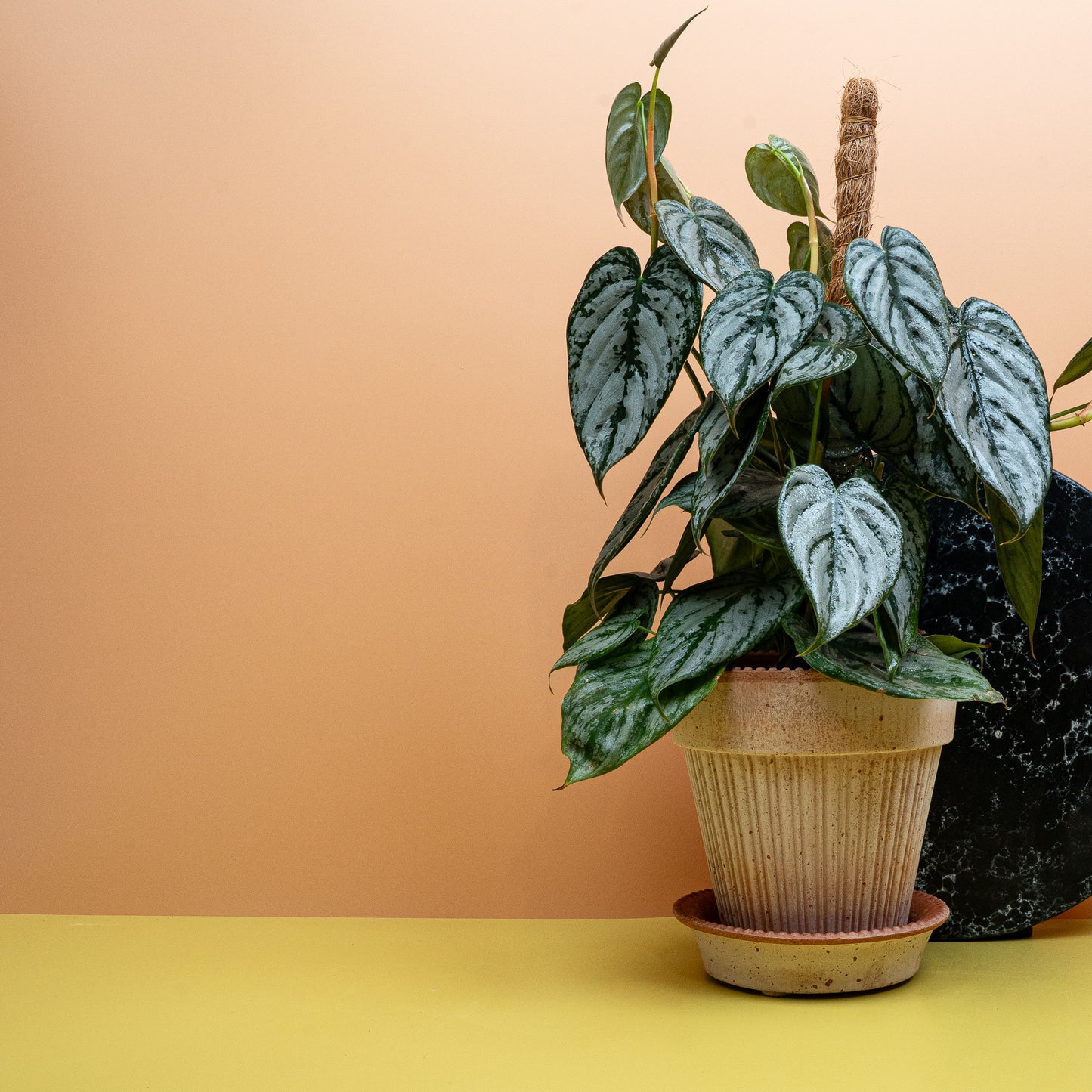 PHILODENDRON BRANDTIANUM online bestellen bei potflourri