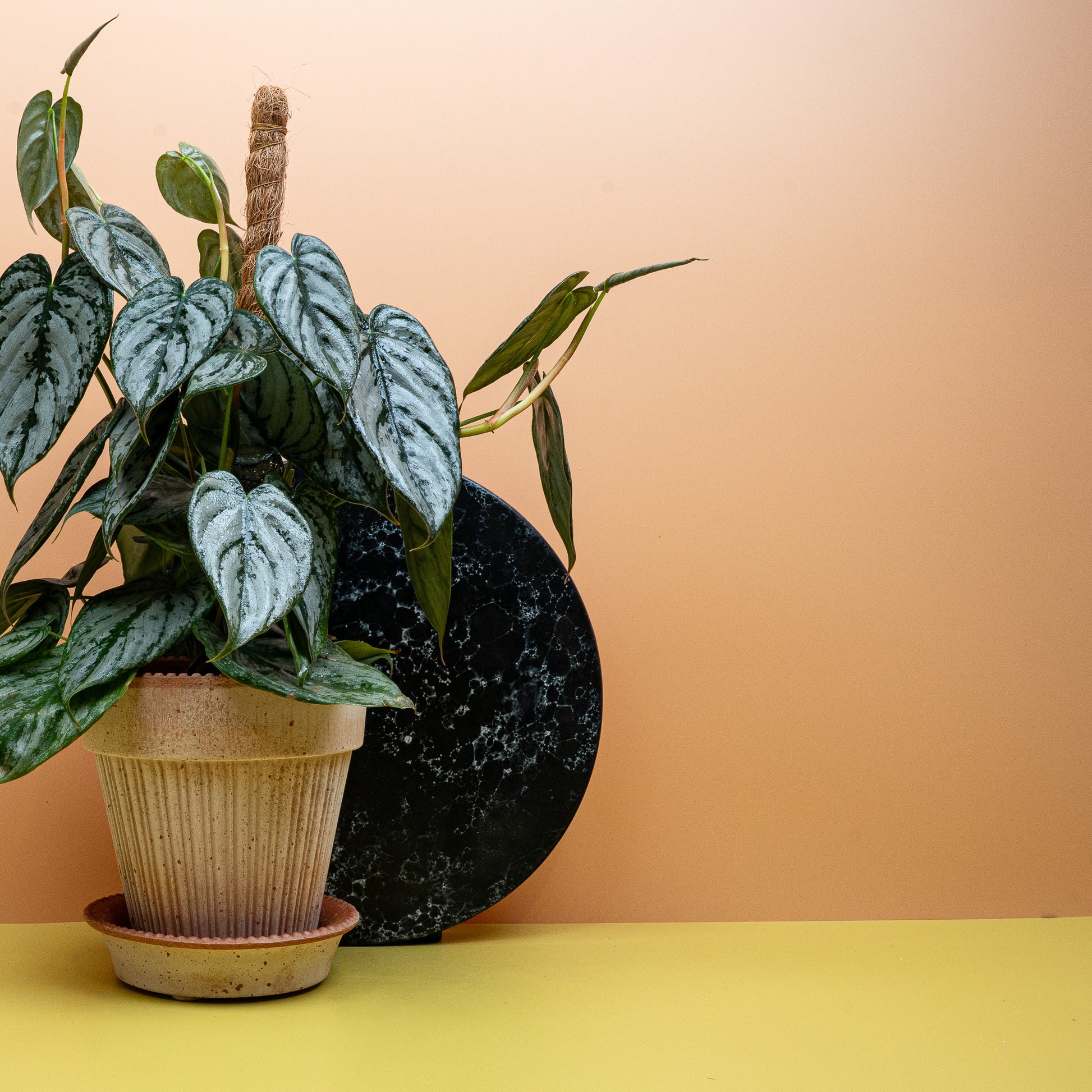 PHILODENDRON BRANDTIANUM online bestellen bei potflourri