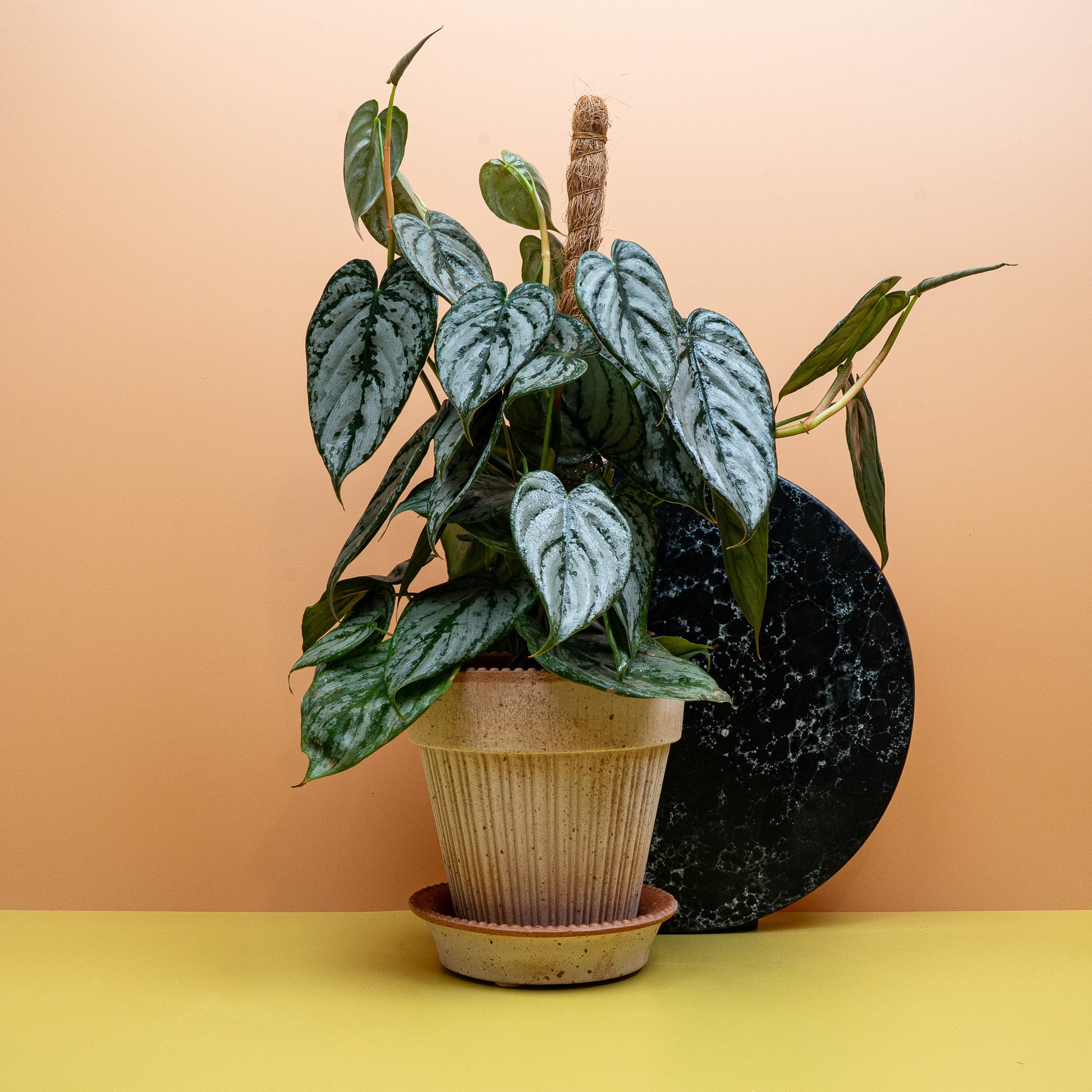 philodendron kaufen PHILODENDRON BRANDTIANUM online kaufen bei potflourri