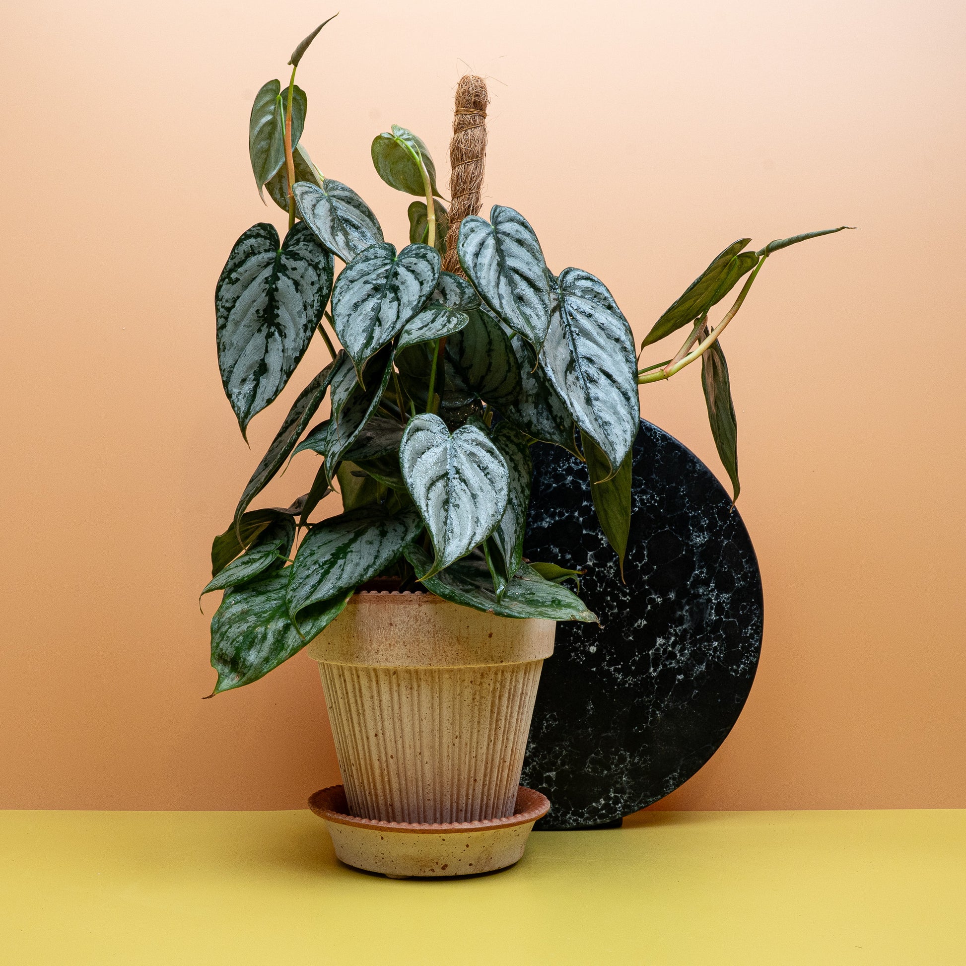 PHILODENDRON BRANDTIANUM online bestellen bei potflourri