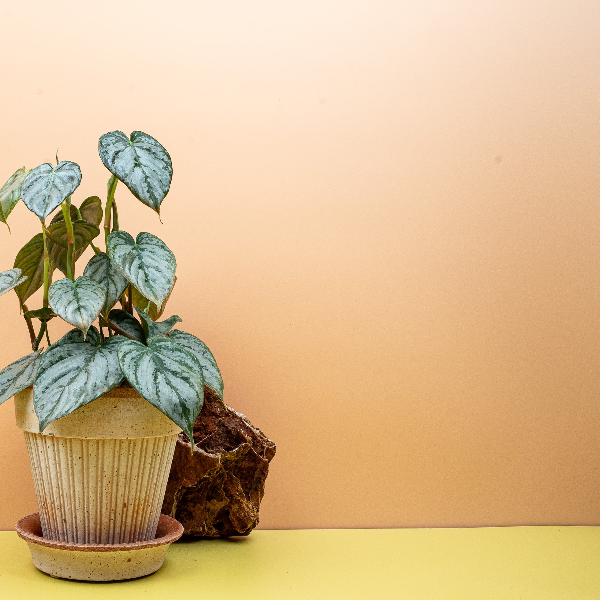 philodendron brandtianum kaufen PHILODENDRON BRANDTIANUM online kaufen bei potflourri