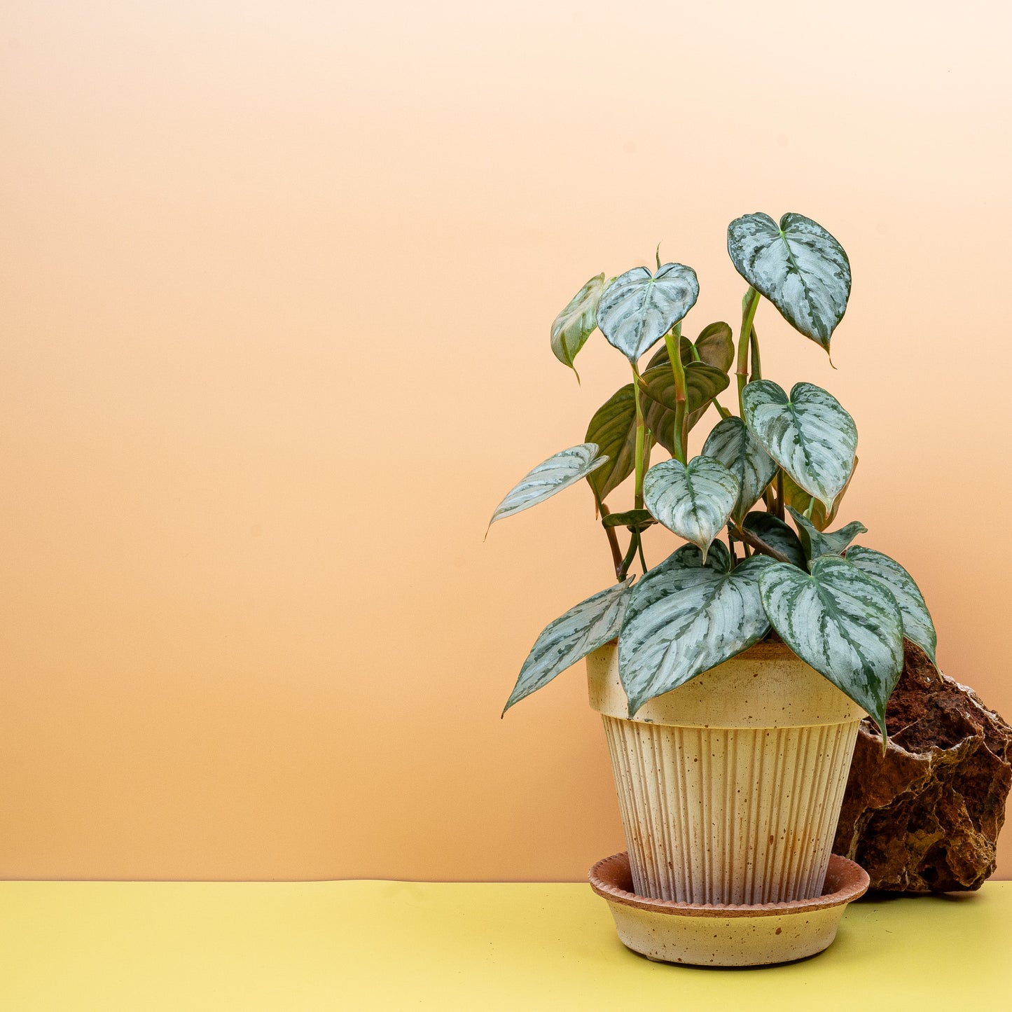 PHILODENDRON BRANDTIANUM online bestellen bei potflourri