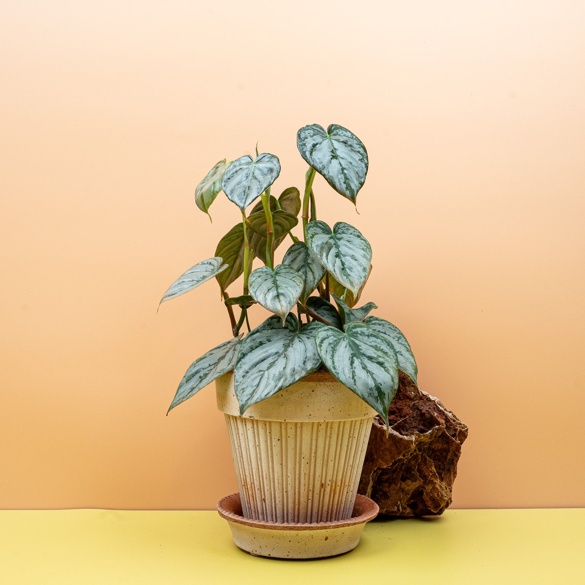 PHILODENDRON BRANDTIANUM online bestellen bei potflourri