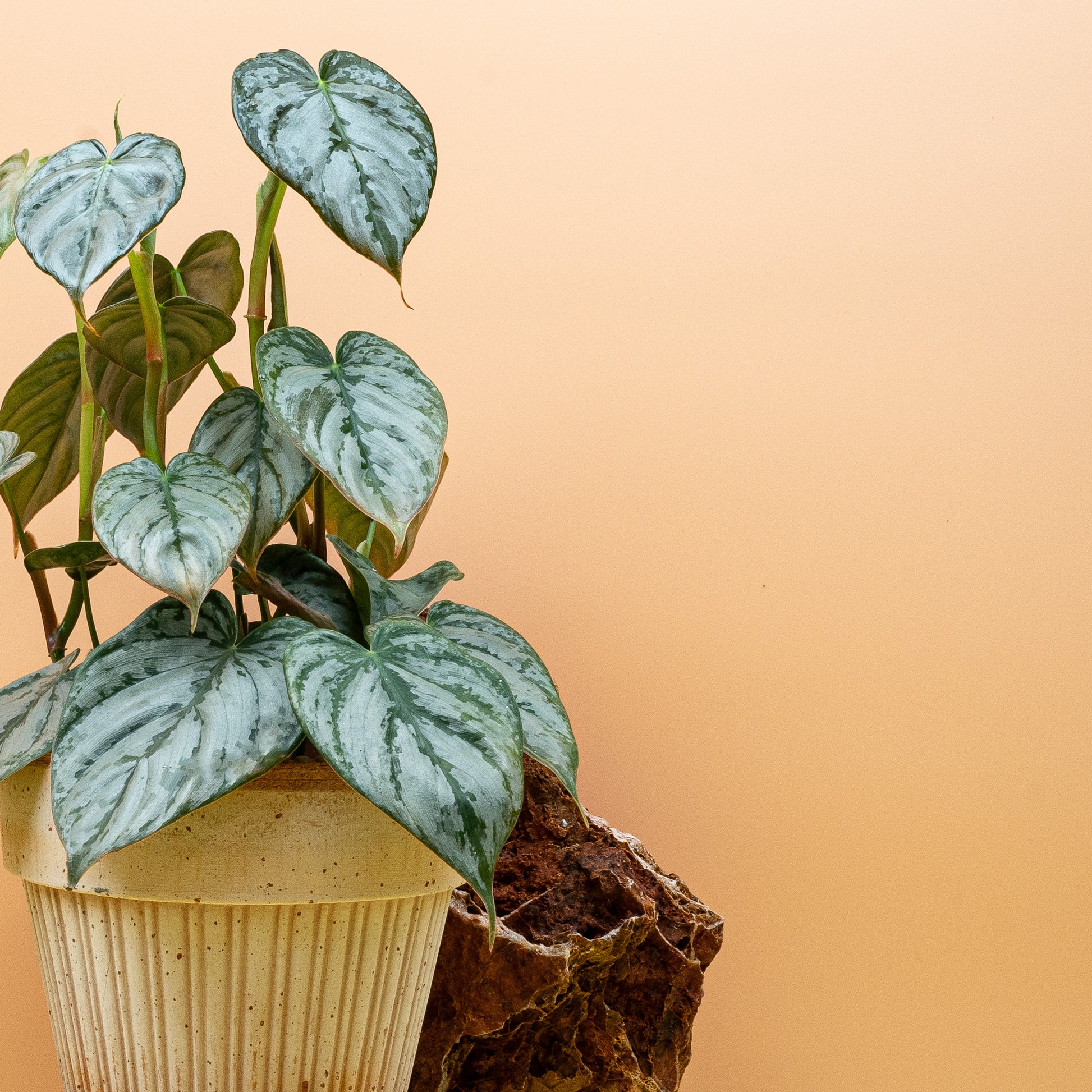 PHILODENDRON BRANDTIANUM online bestellen bei potflourri