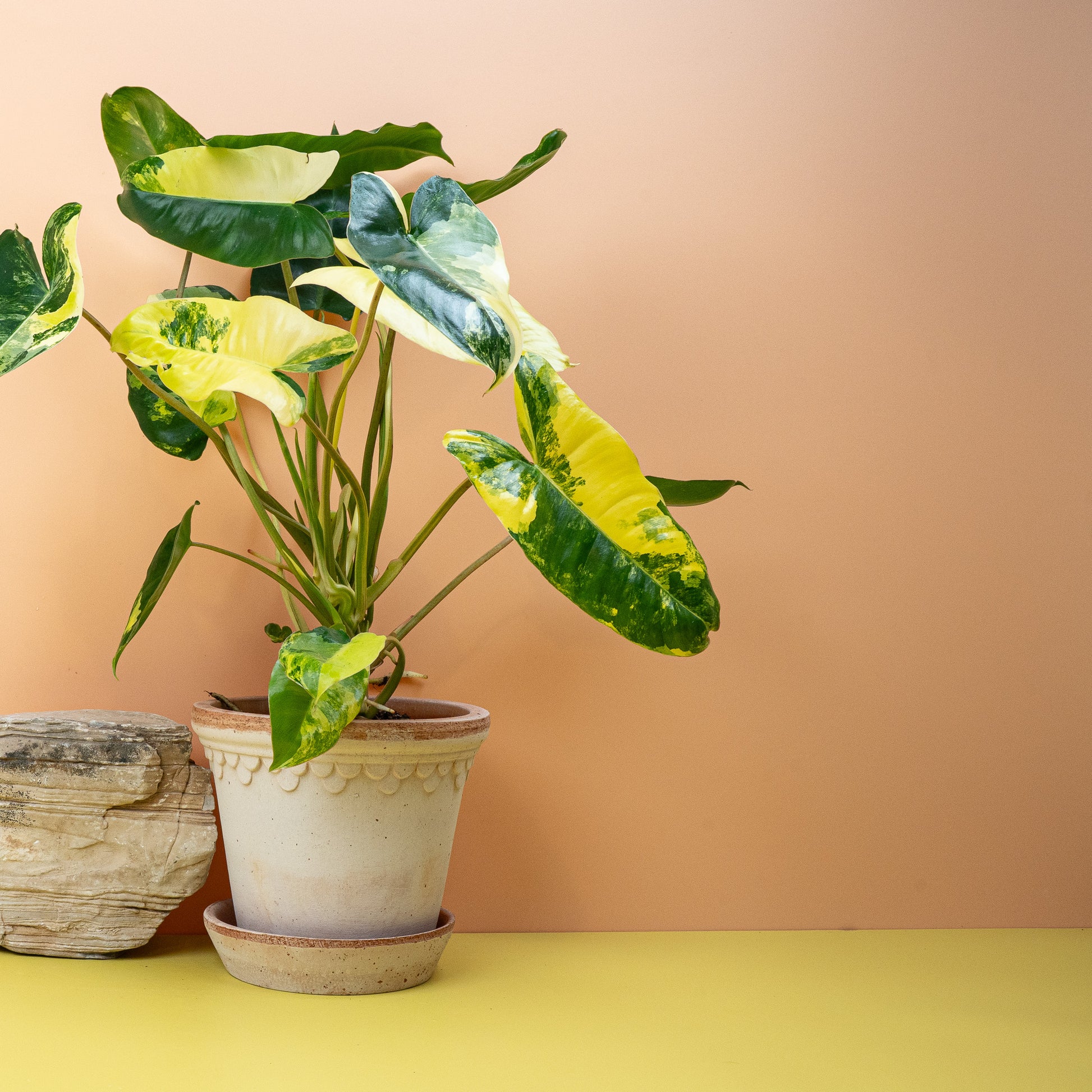 PHILODENDRON BURLE MARX VARIEGATA online bestellen bei potflourri