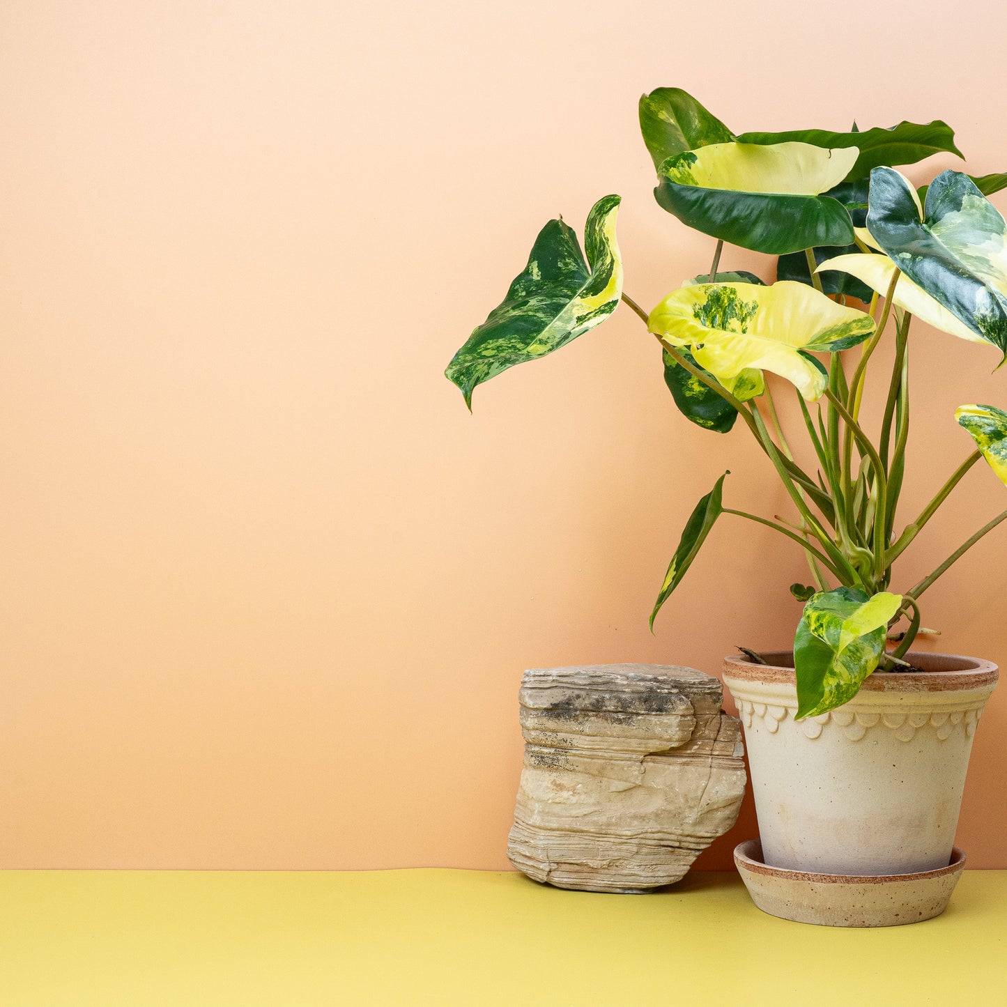 PHILODENDRON BURLE MARX VARIEGATA online bestellen bei potflourri