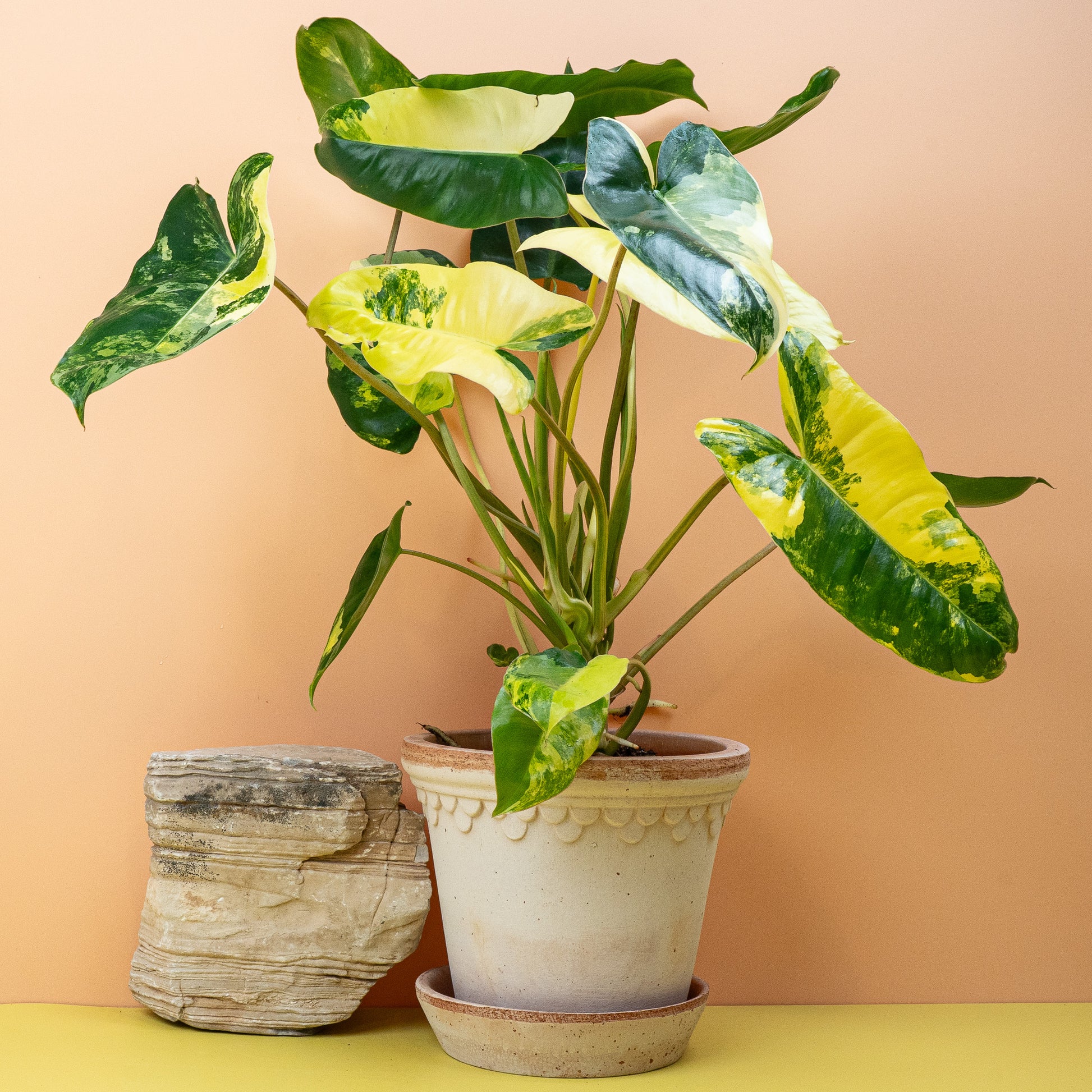 philodendron gelbe blätter PHILODENDRON BURLE MARX VARIEGATA kaufen bei potflourri
