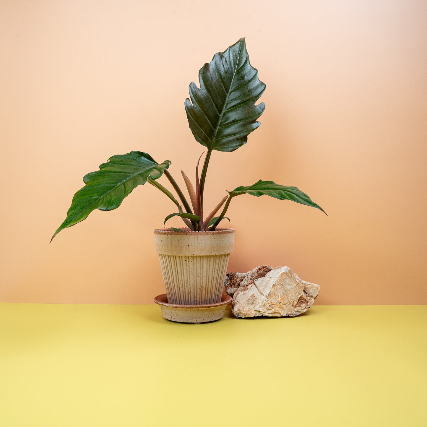 PHILODENDRON CARAMEL online bestellen bei potflourri