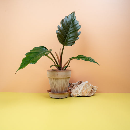 PHILODENDRON CARAMEL online bestellen bei potflourri