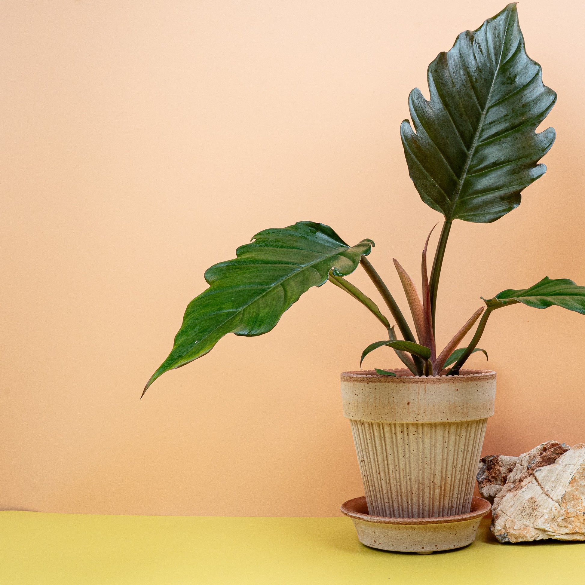 PHILODENDRON CARAMEL online bestellen bei potflourri