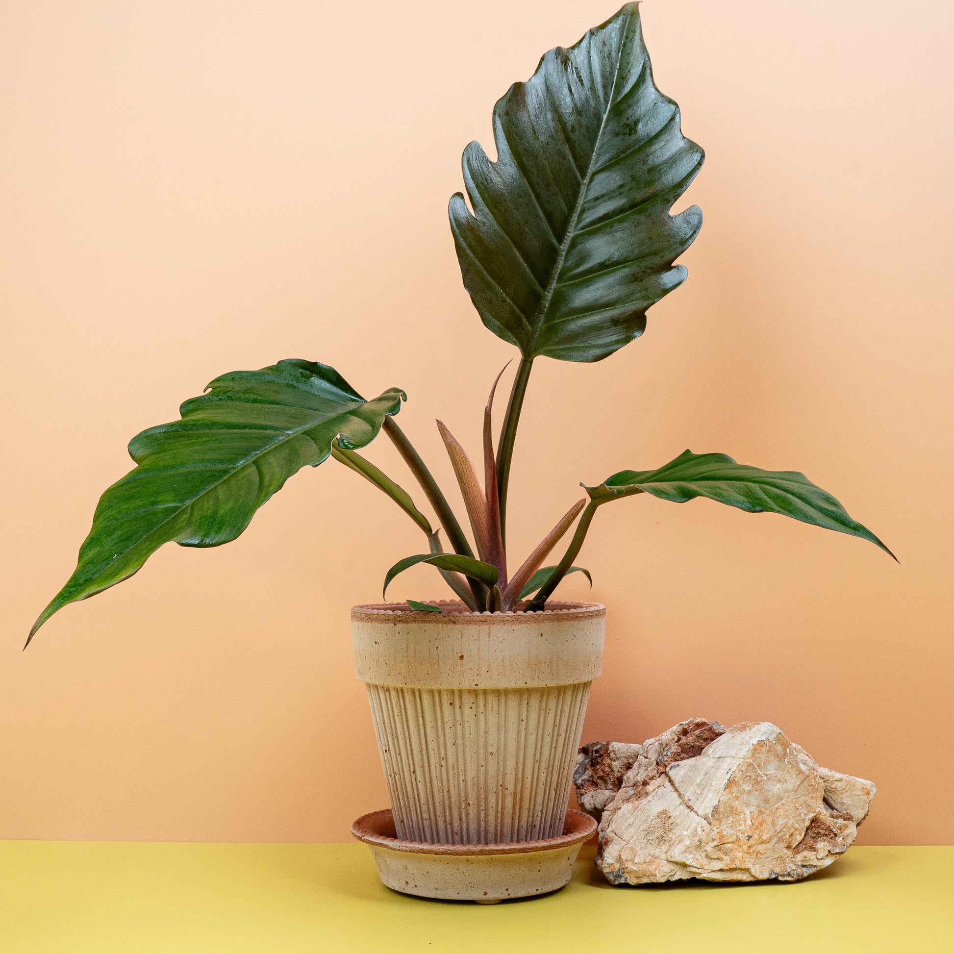 philodendron kaufen PHILODENDRON CARAMEL online kaufen bei potflourri