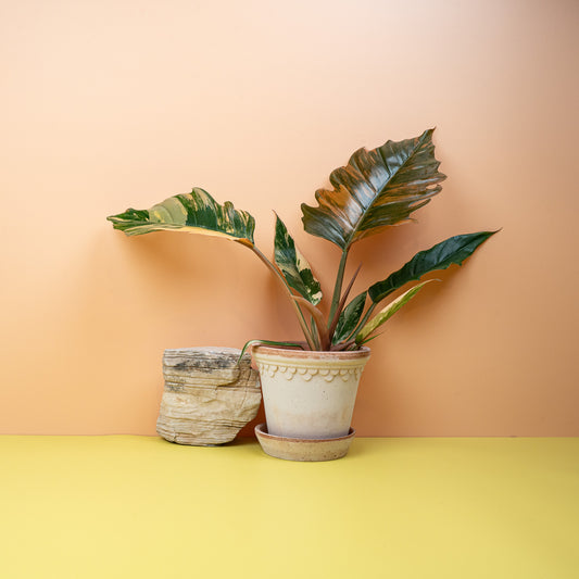 PHILODENDRON CARAMEL MARBLE online bestellen bei potflourri