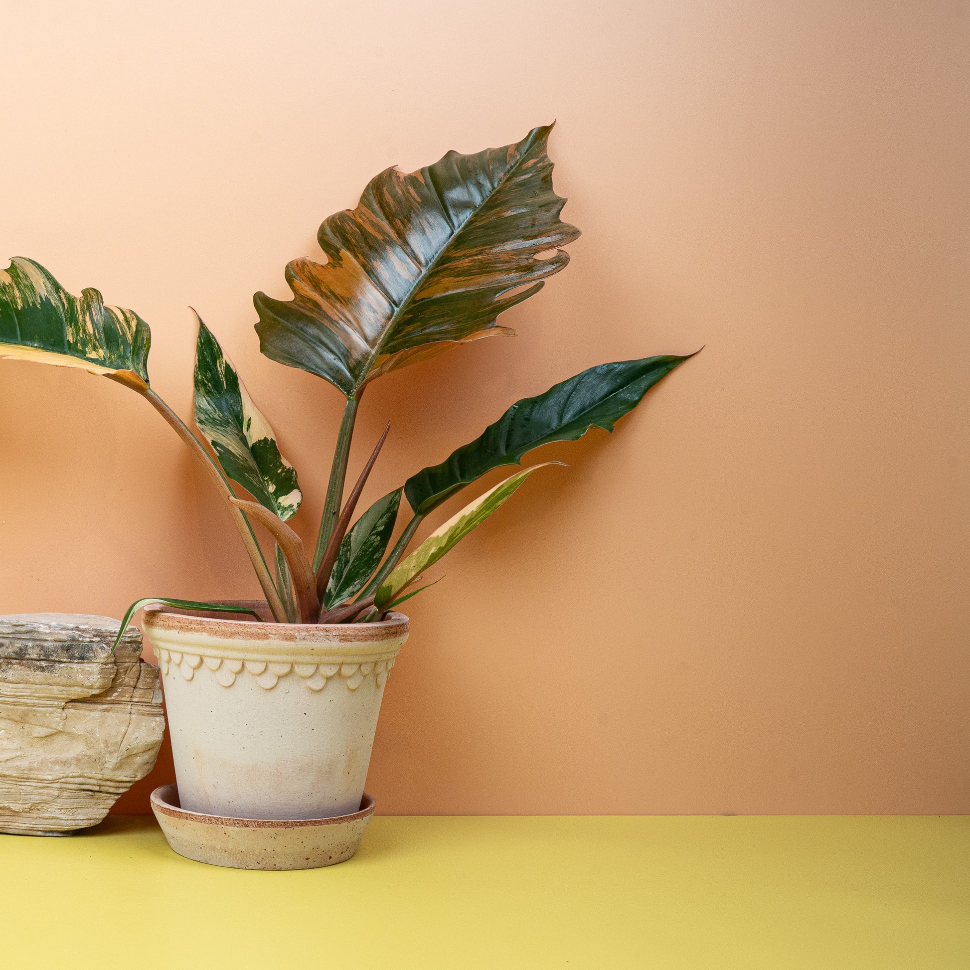 PHILODENDRON CARAMEL MARBLE online bestellen bei potflourri