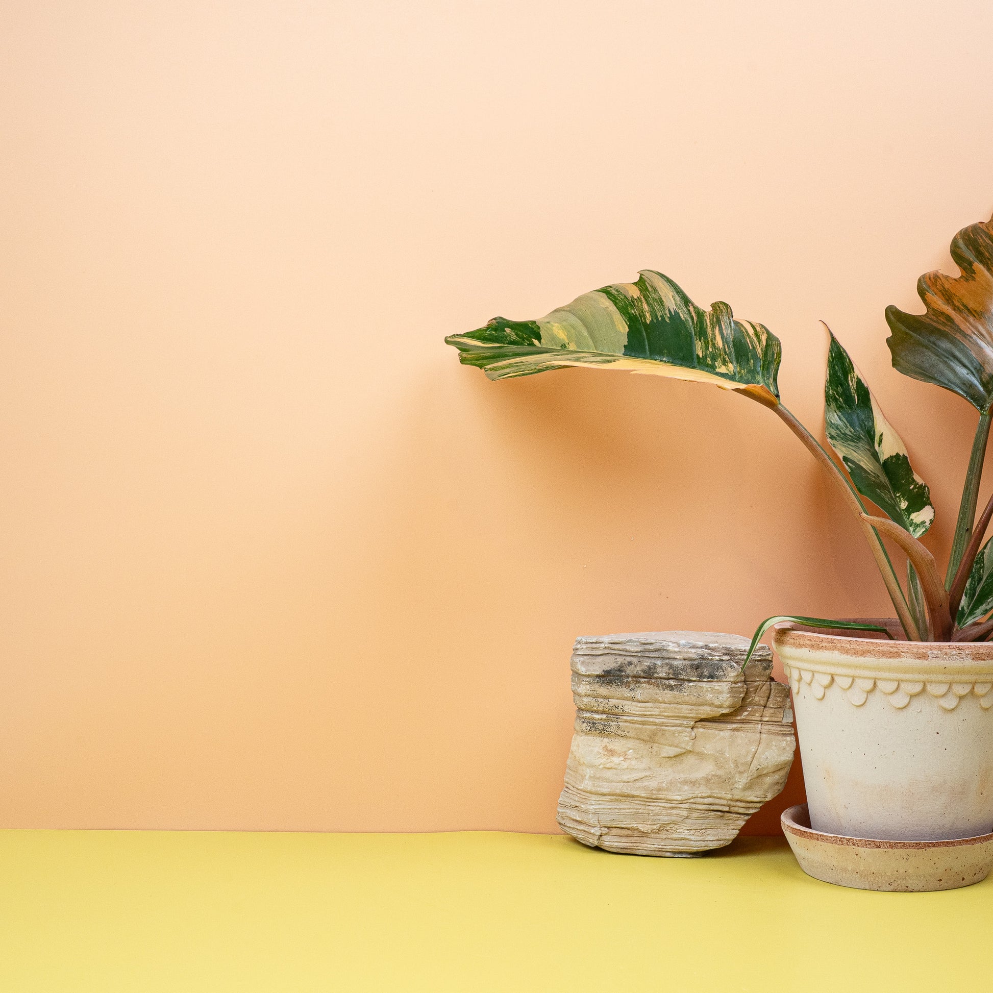 PHILODENDRON CARAMEL MARBLE online bestellen bei potflourri