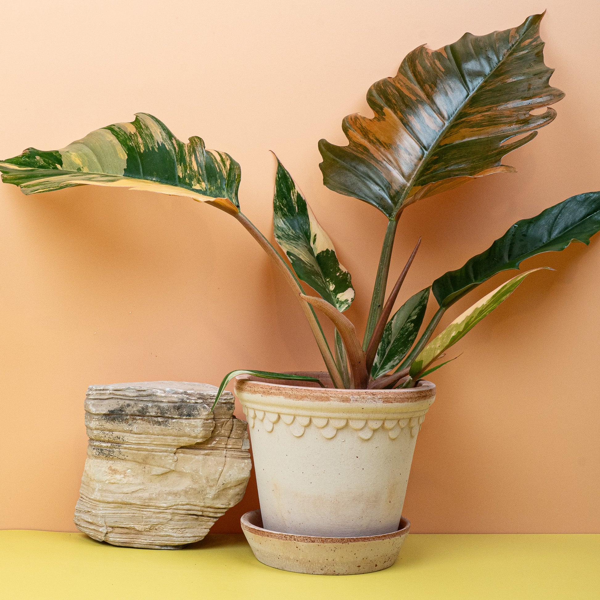 PHILODENDRON CARAMEL MARBLE online bestellen bei potflourri
