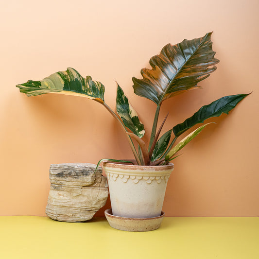 PHILODENDRON CARAMEL MARBLE online bestellen bei potflourri