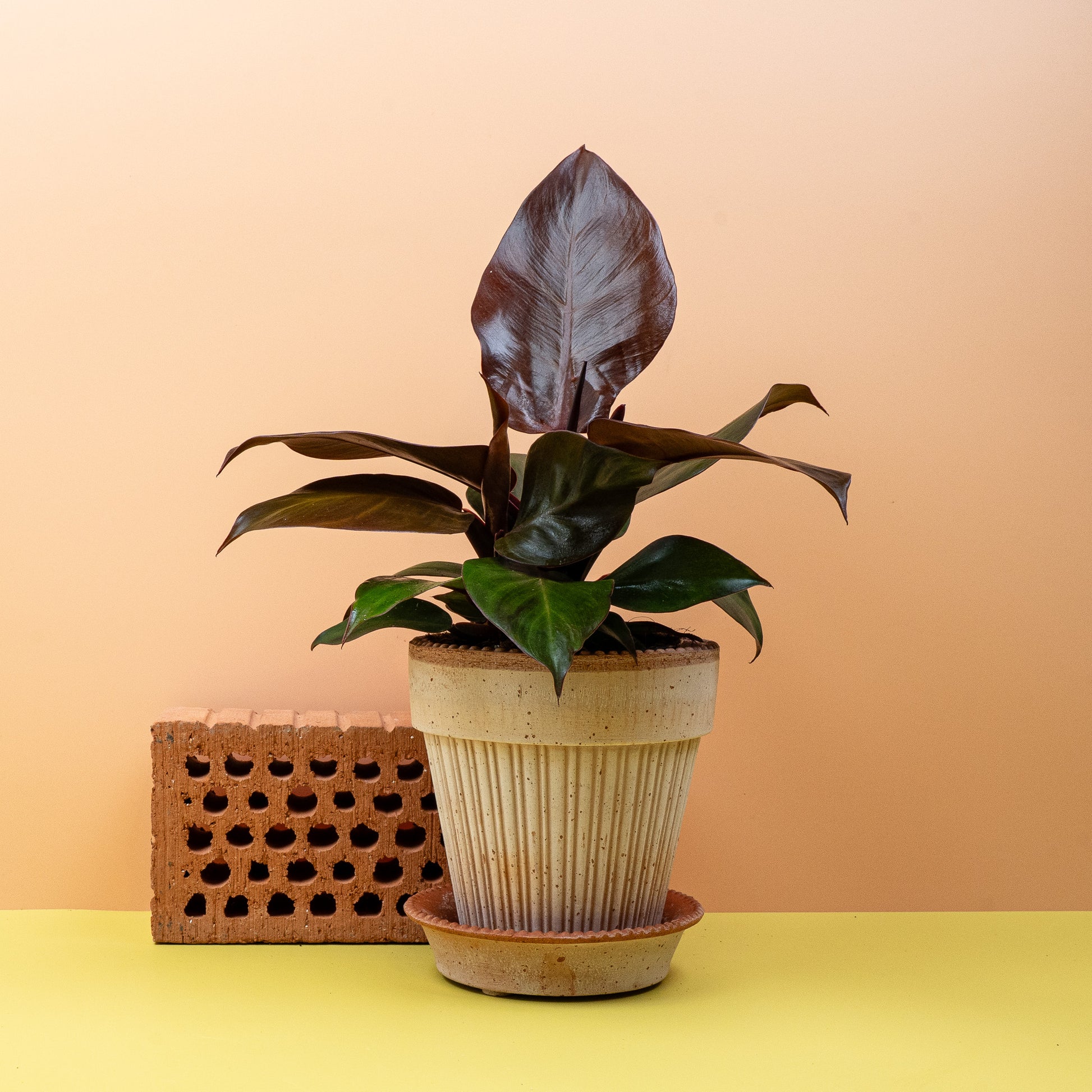 philodendron cherry red PHILODENDRON CHERRY RED online kaufen bei potflourri