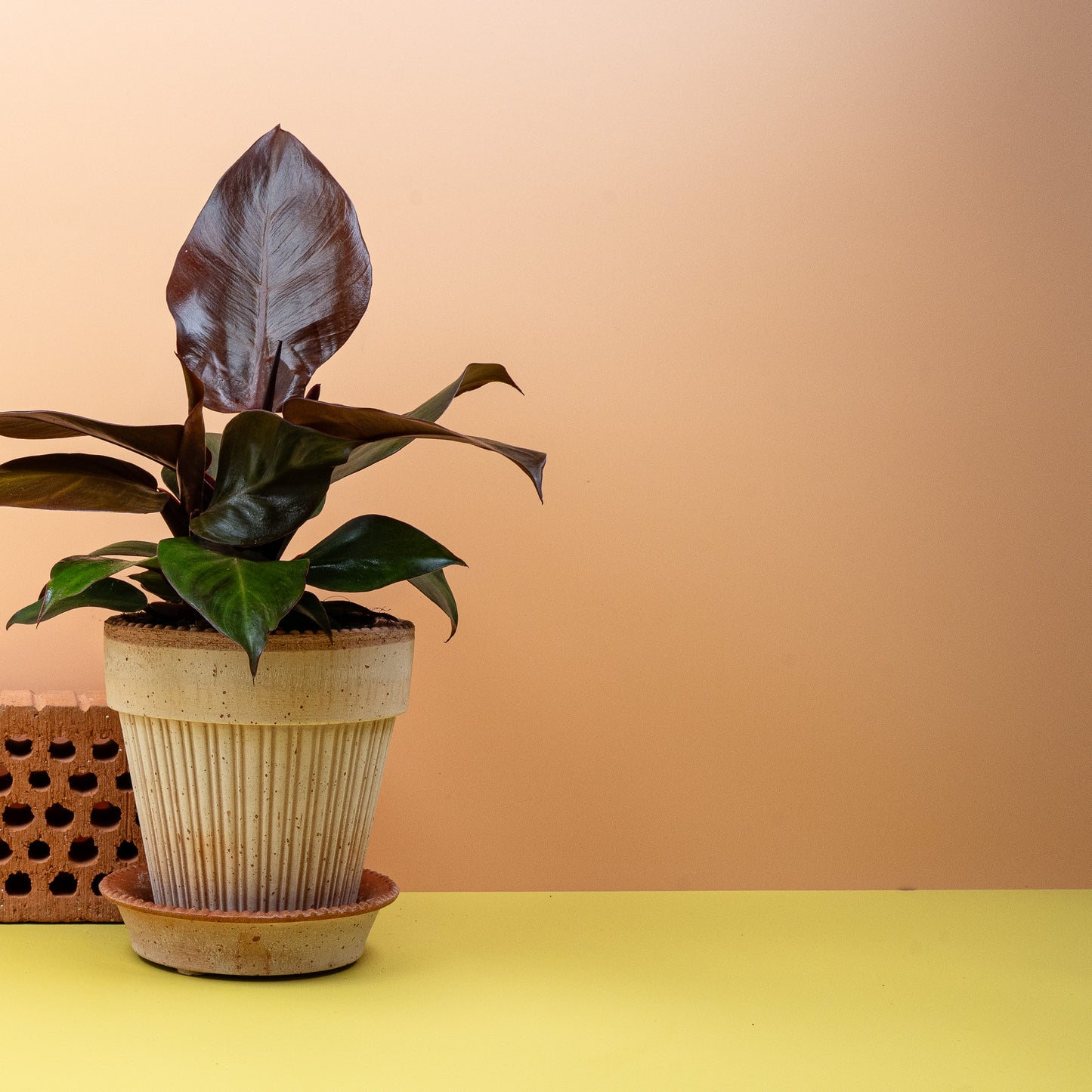 PHILODENDRON CHERRY RED online bestellen bei potflourri