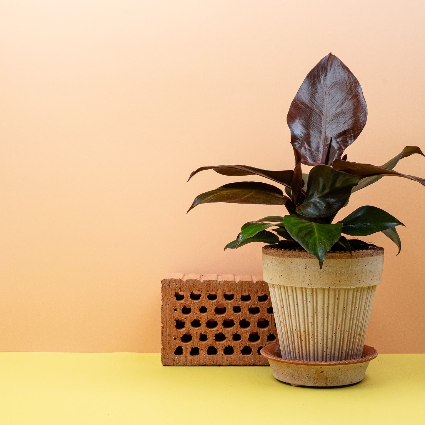 PHILODENDRON CHERRY RED online bestellen bei potflourri