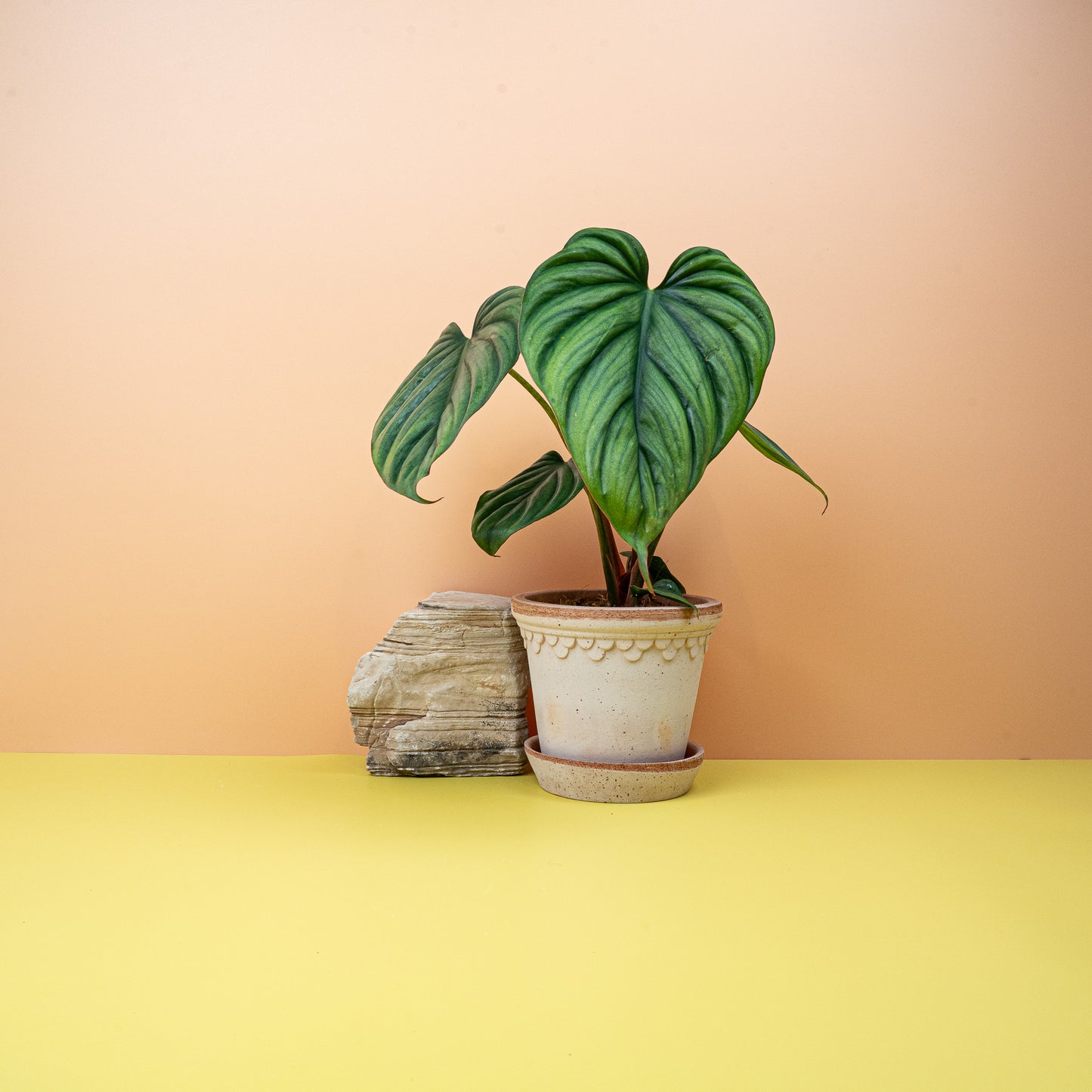 PHILODENDRON COLOMBIA online bestellen bei potflourri