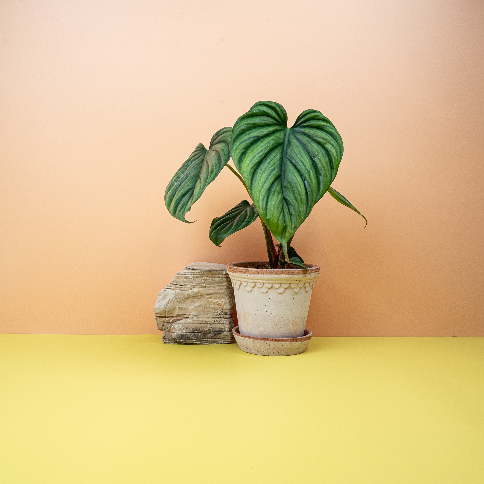 PHILODENDRON COLOMBIA online bestellen bei potflourri