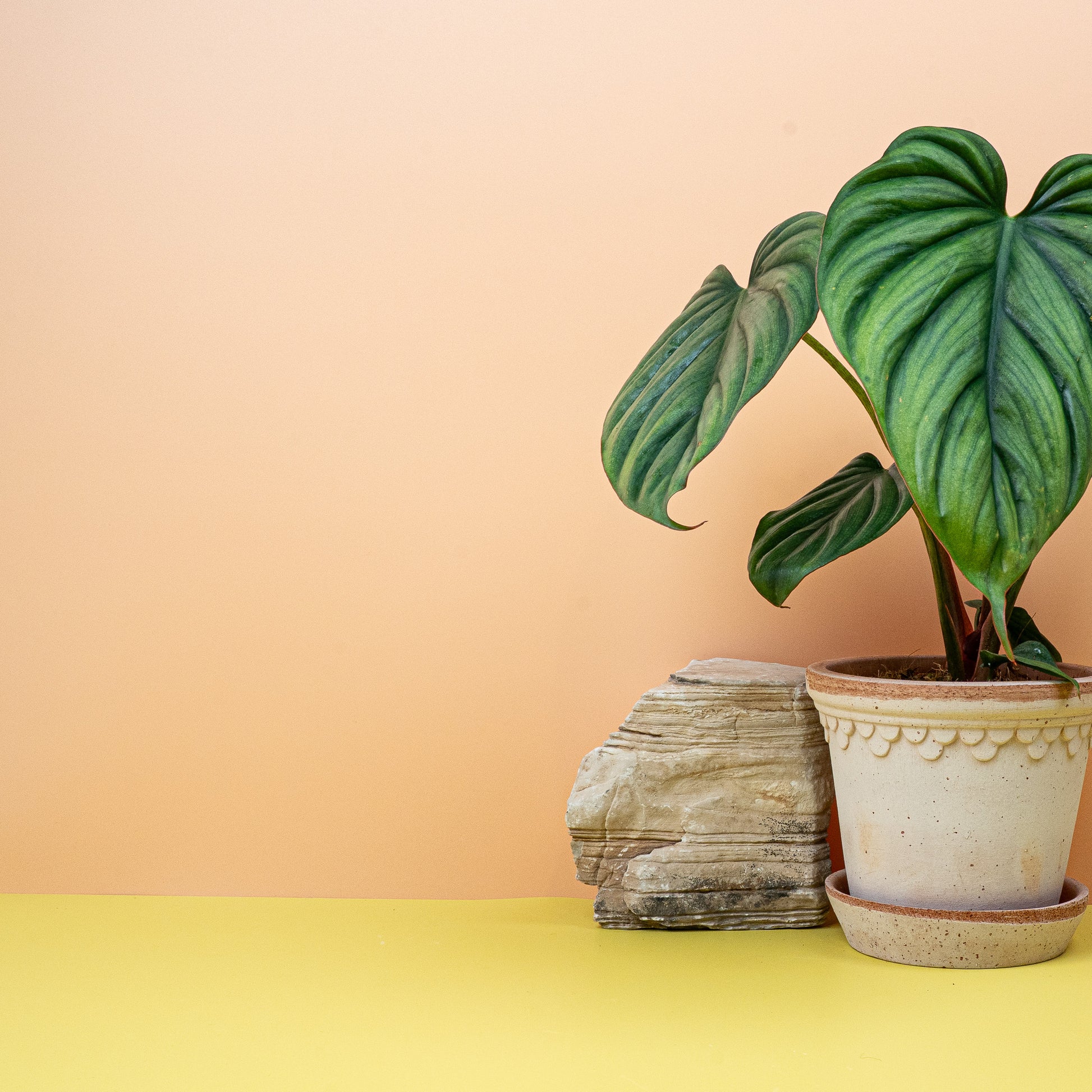 PHILODENDRON COLOMBIA online bestellen bei potflourri