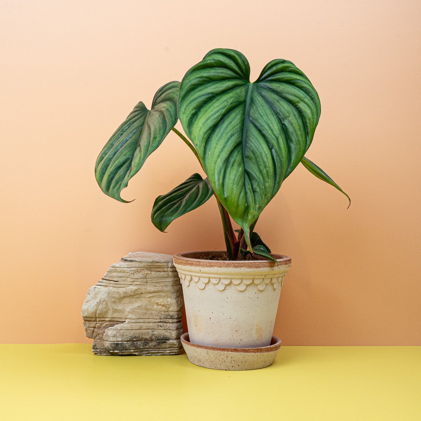 PHILODENDRON COLOMBIA online bestellen bei potflourri