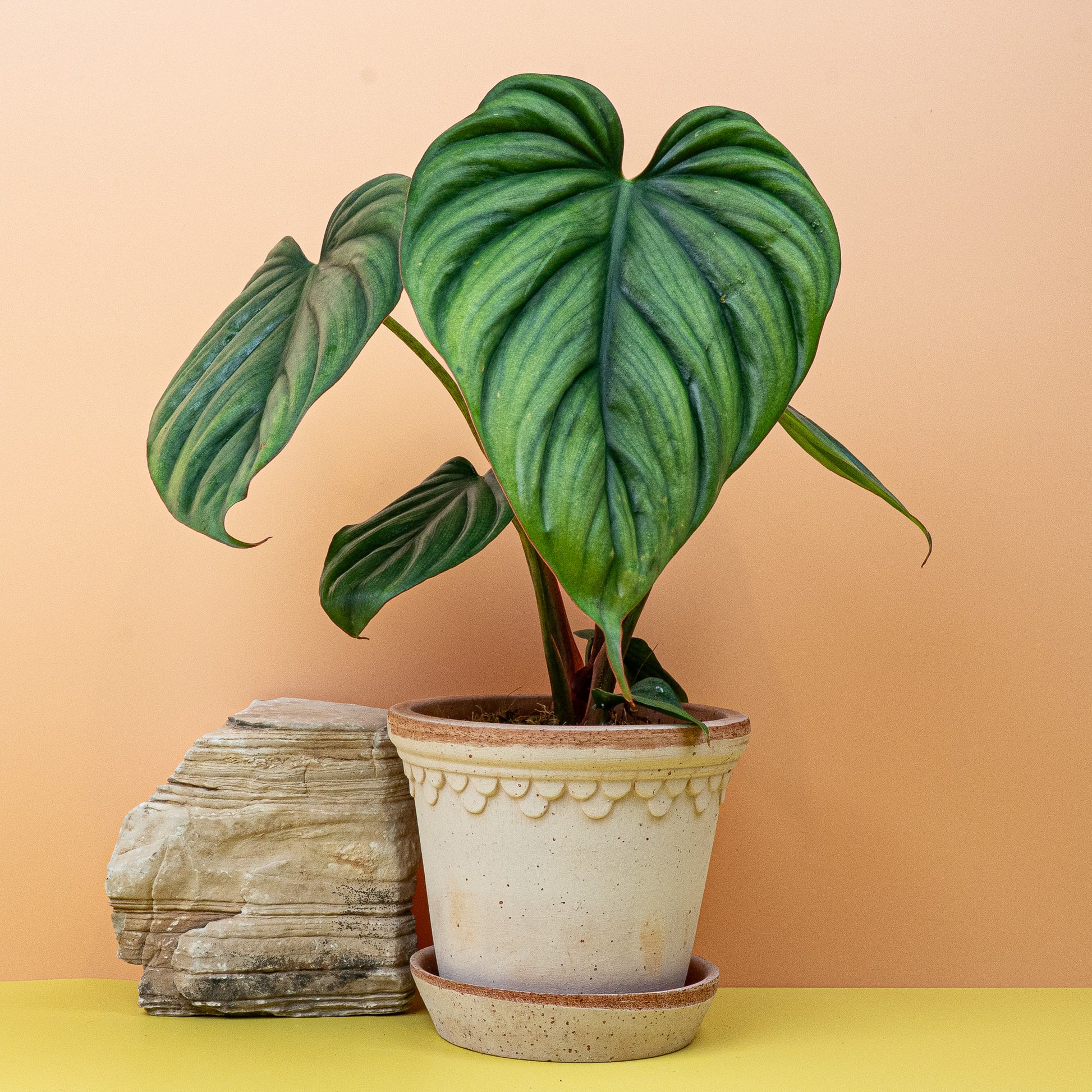 PHILODENDRON COLOMBIA online bestellen bei potflourri