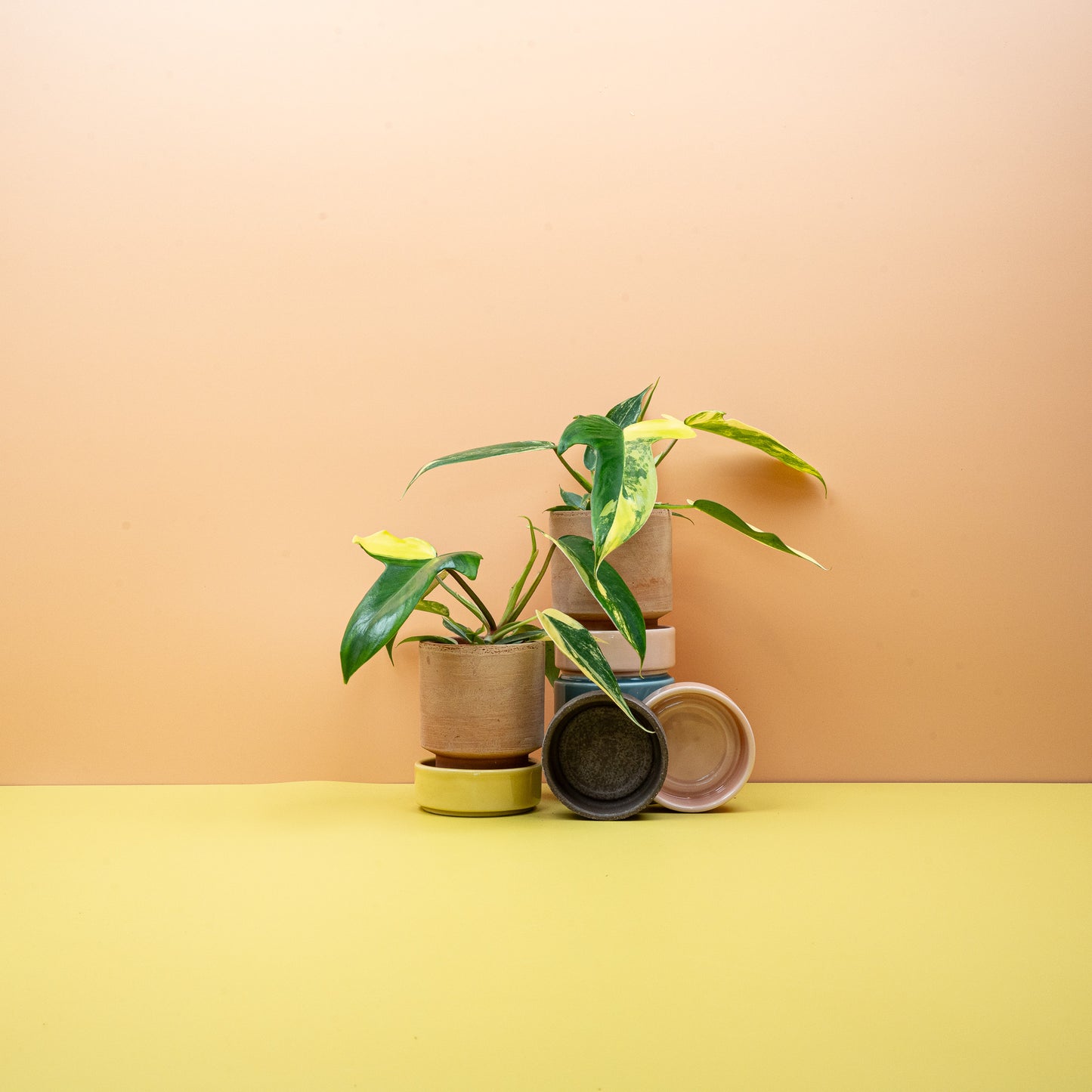 philodendron florida beauty kaufen PHILODENDRON FLORIDA BEAUTY online kaufen bei potflourri