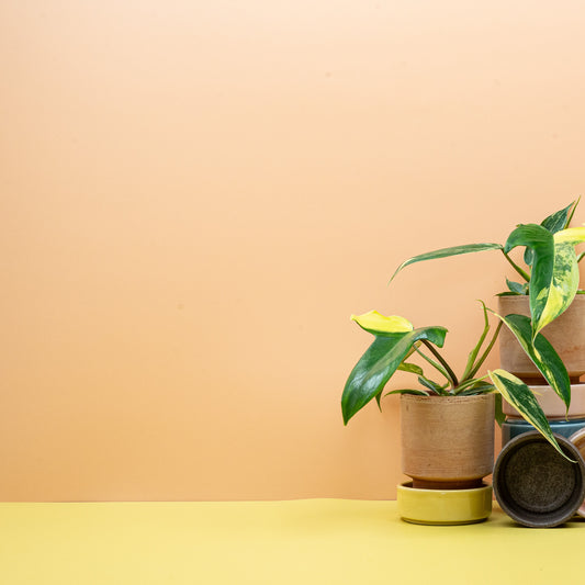 PHILODENDRON FLORIDA BEAUTY online bestellen bei potflourri