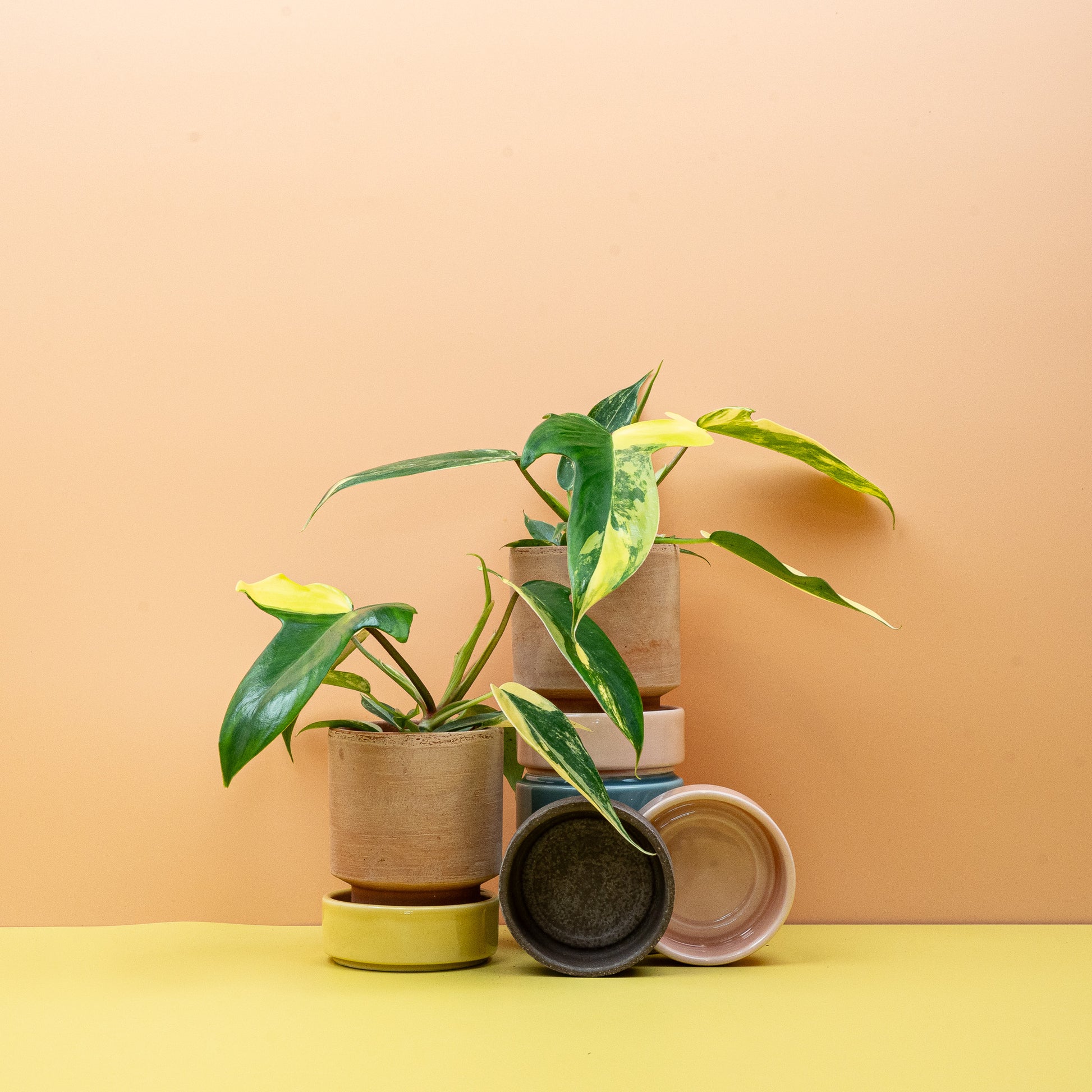 philodendron florida kaufen PHILODENDRON FLORIDA BEAUTY online kaufen bei potflourri