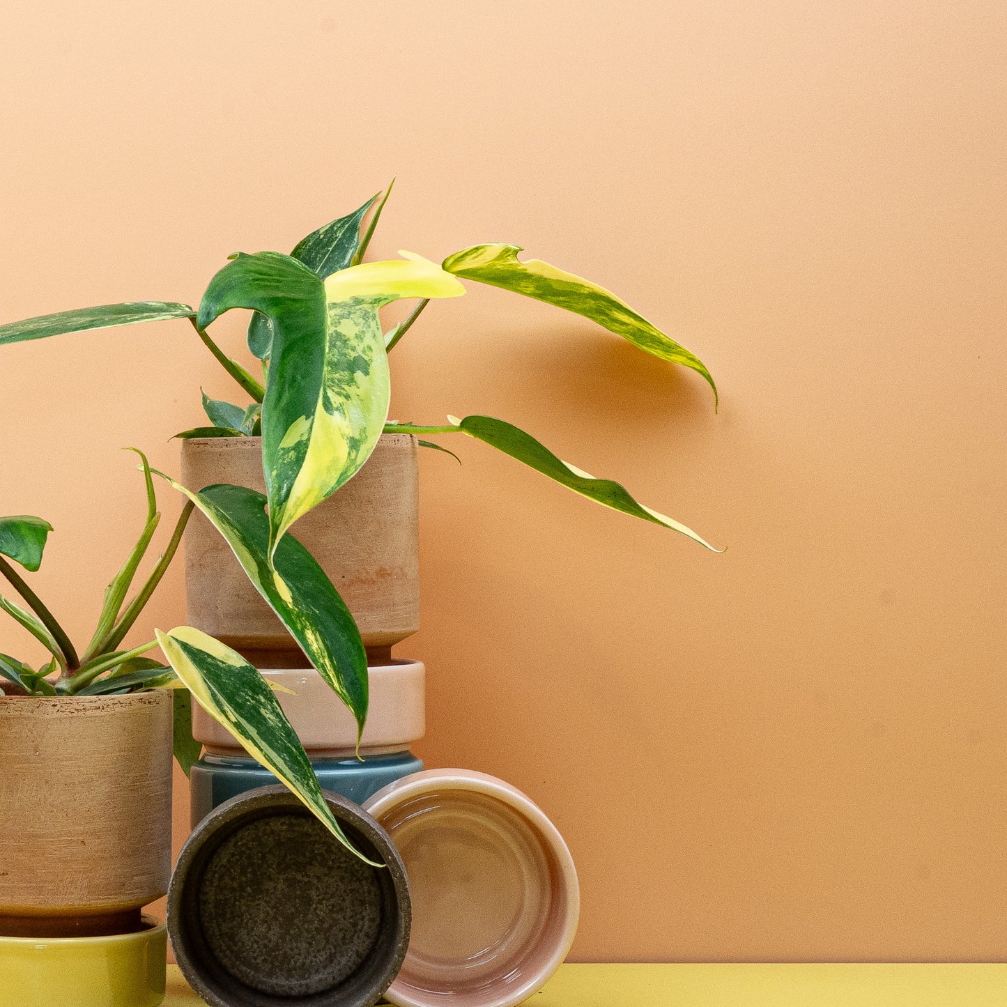 philodendron florida beauty kaufen PHILODENDRON FLORIDA BEAUTY online kaufen bei potflourri