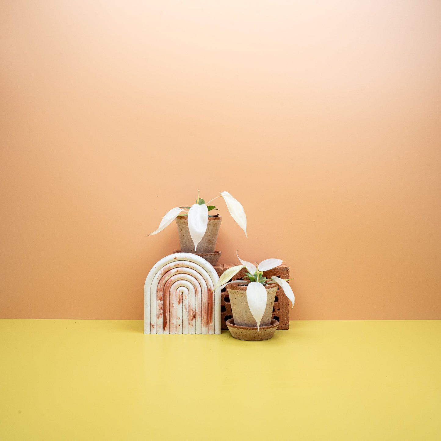 PHILODENDRON FLORIDA GHOST online bestellen bei potflourri