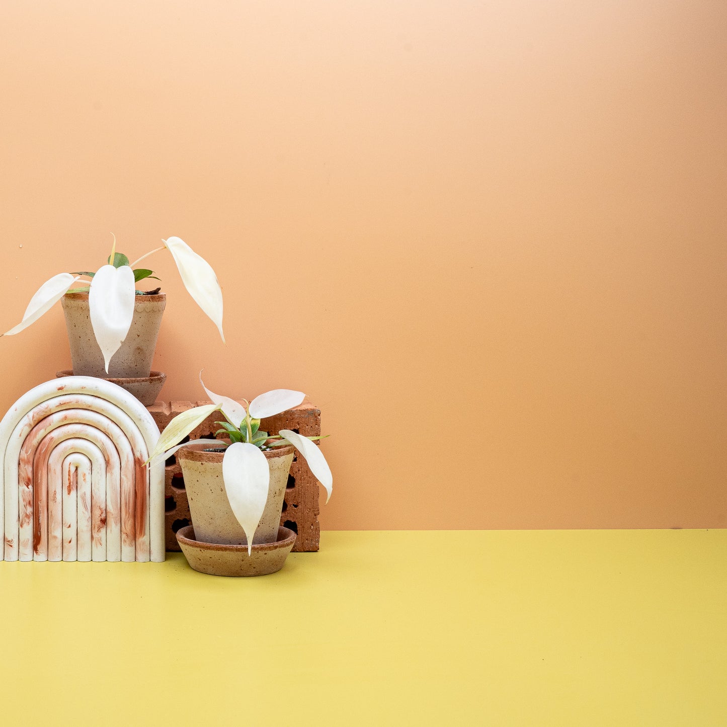 PHILODENDRON FLORIDA GHOST online bestellen bei potflourri