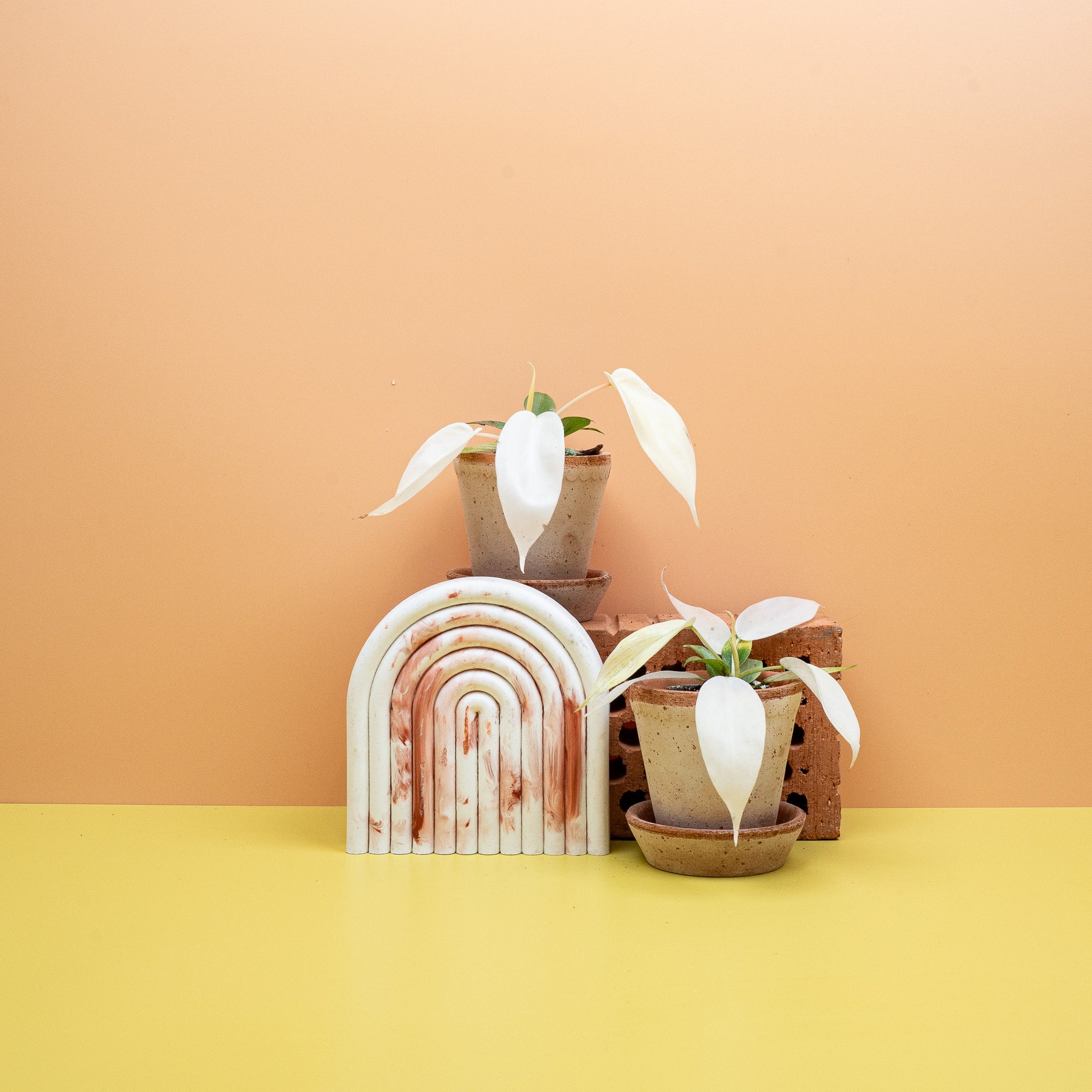 PHILODENDRON FLORIDA GHOST online bestellen bei potflourri