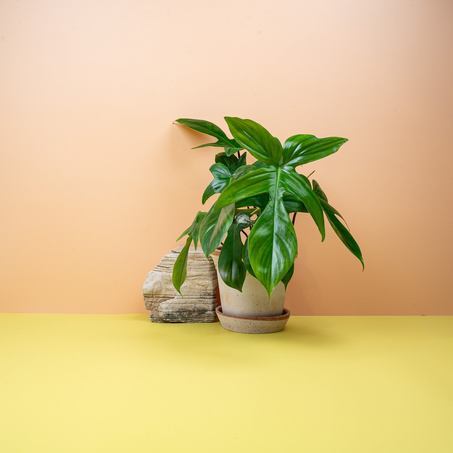 PHILODENDRON FLORIDA GREEN online bestellen bei potflourri
