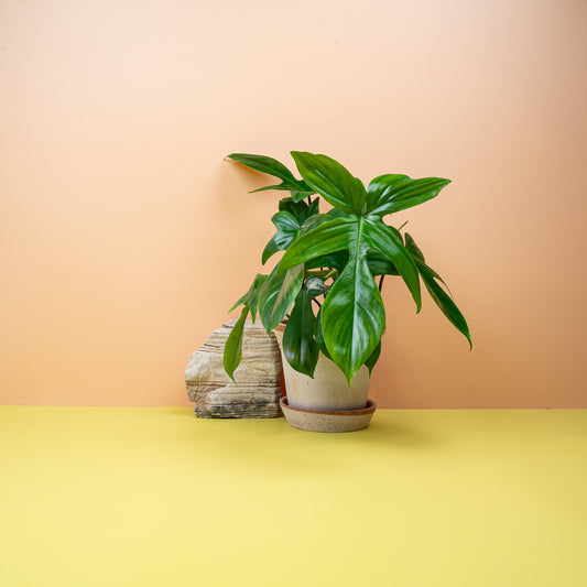 PHILODENDRON FLORIDA GREEN online bestellen bei potflourri