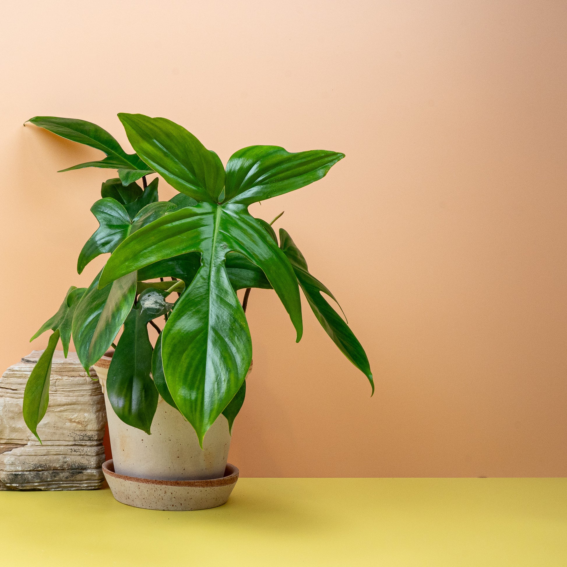 PHILODENDRON FLORIDA GREEN online bestellen bei potflourri