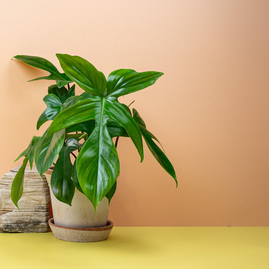 PHILODENDRON FLORIDA GREEN online bestellen bei potflourri