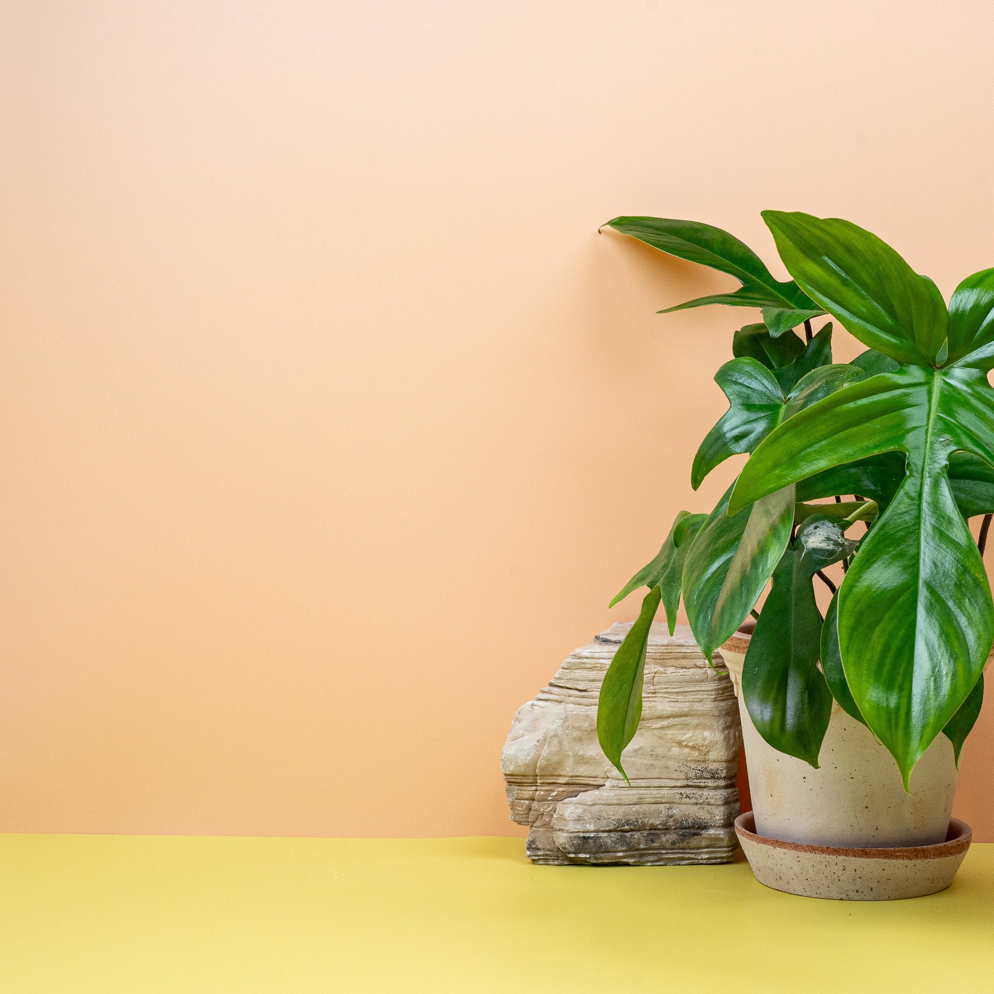 PHILODENDRON FLORIDA GREEN online bestellen bei potflourri