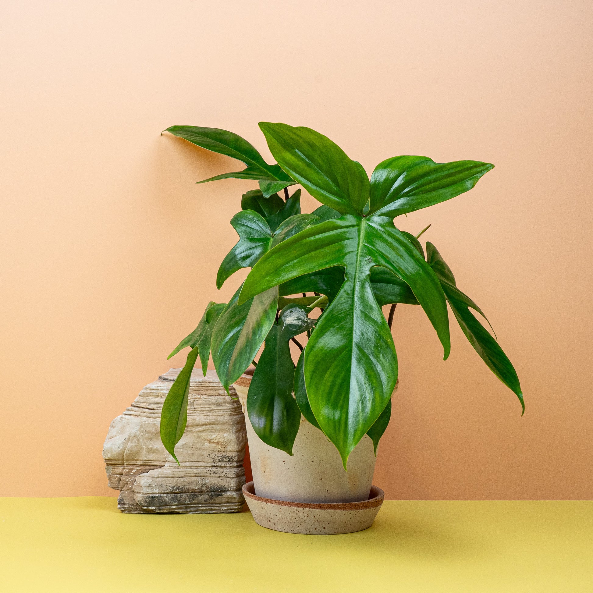 PHILODENDRON FLORIDA GREEN online bestellen bei potflourri