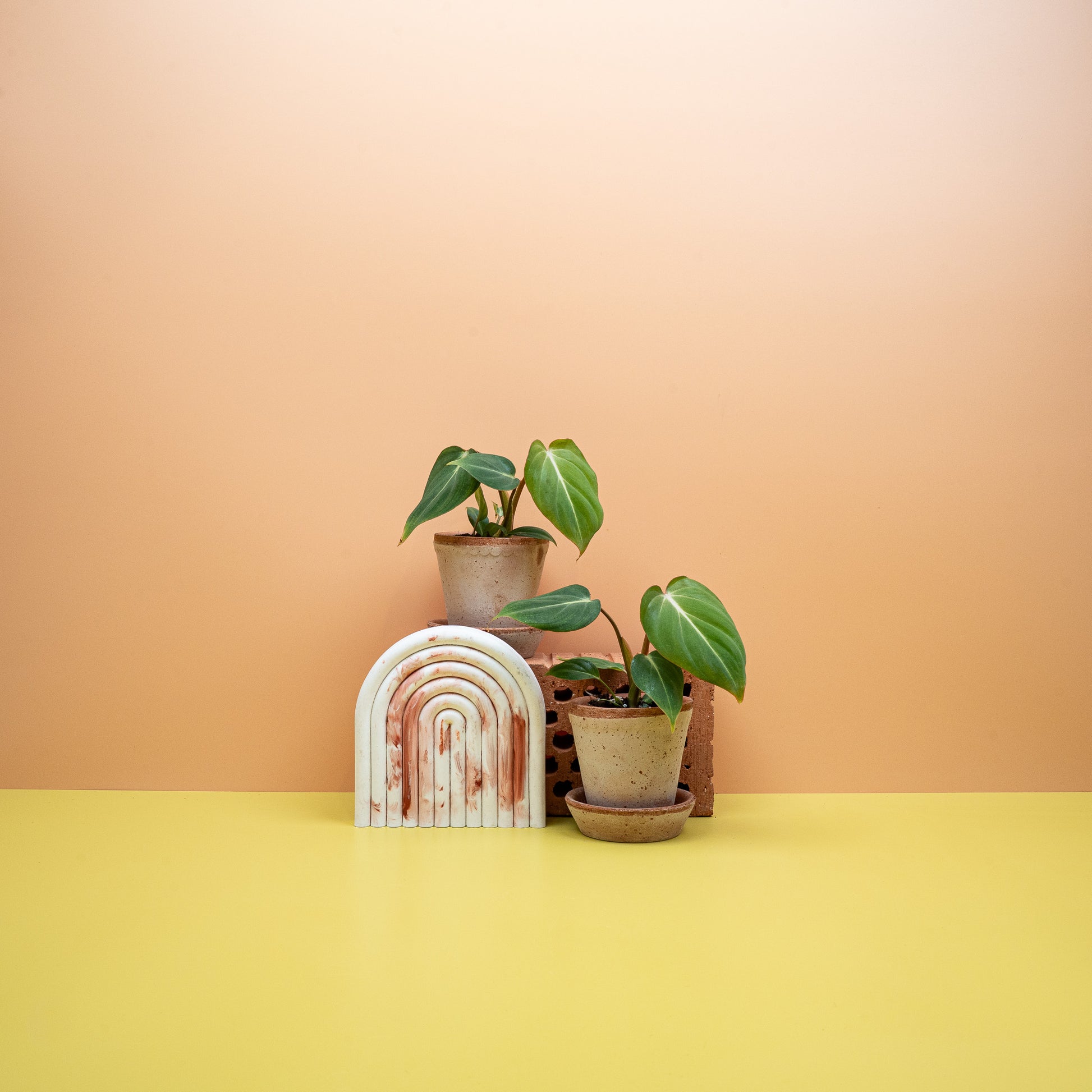 PHILODENDRON GLORIOSUM online bestellen bei potflourri