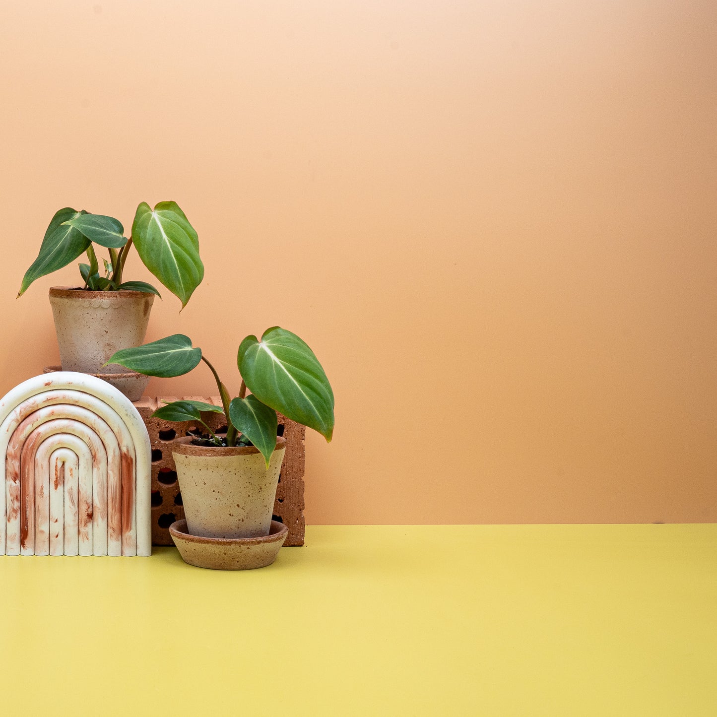 PHILODENDRON GLORIOSUM online bestellen bei potflourri