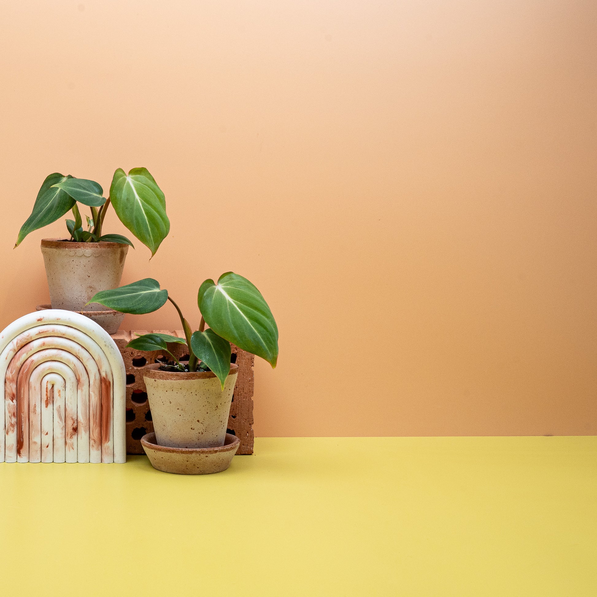 PHILODENDRON GLORIOSUM online bestellen bei potflourri