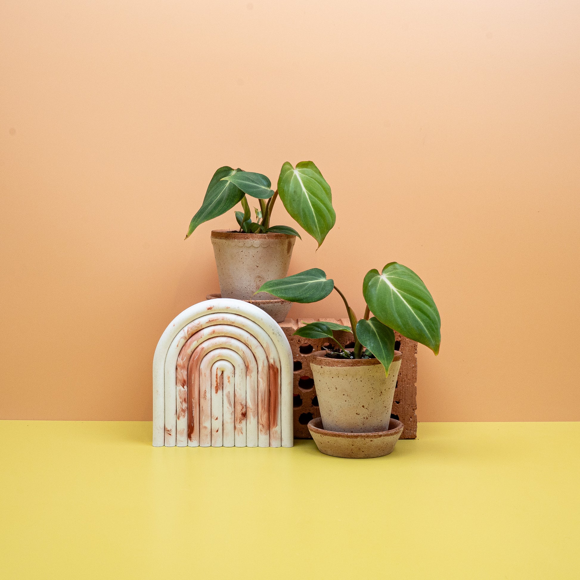 PHILODENDRON GLORIOSUM online bestellen bei potflourri