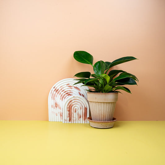 PHILODENDRON GREEN PRINCESS online bestellen bei potflourri