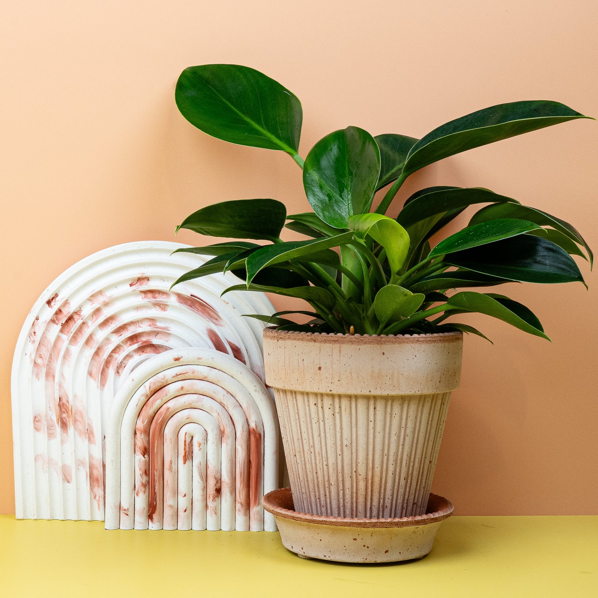 PHILODENDRON GREEN PRINCESS online bestellen bei potflourri