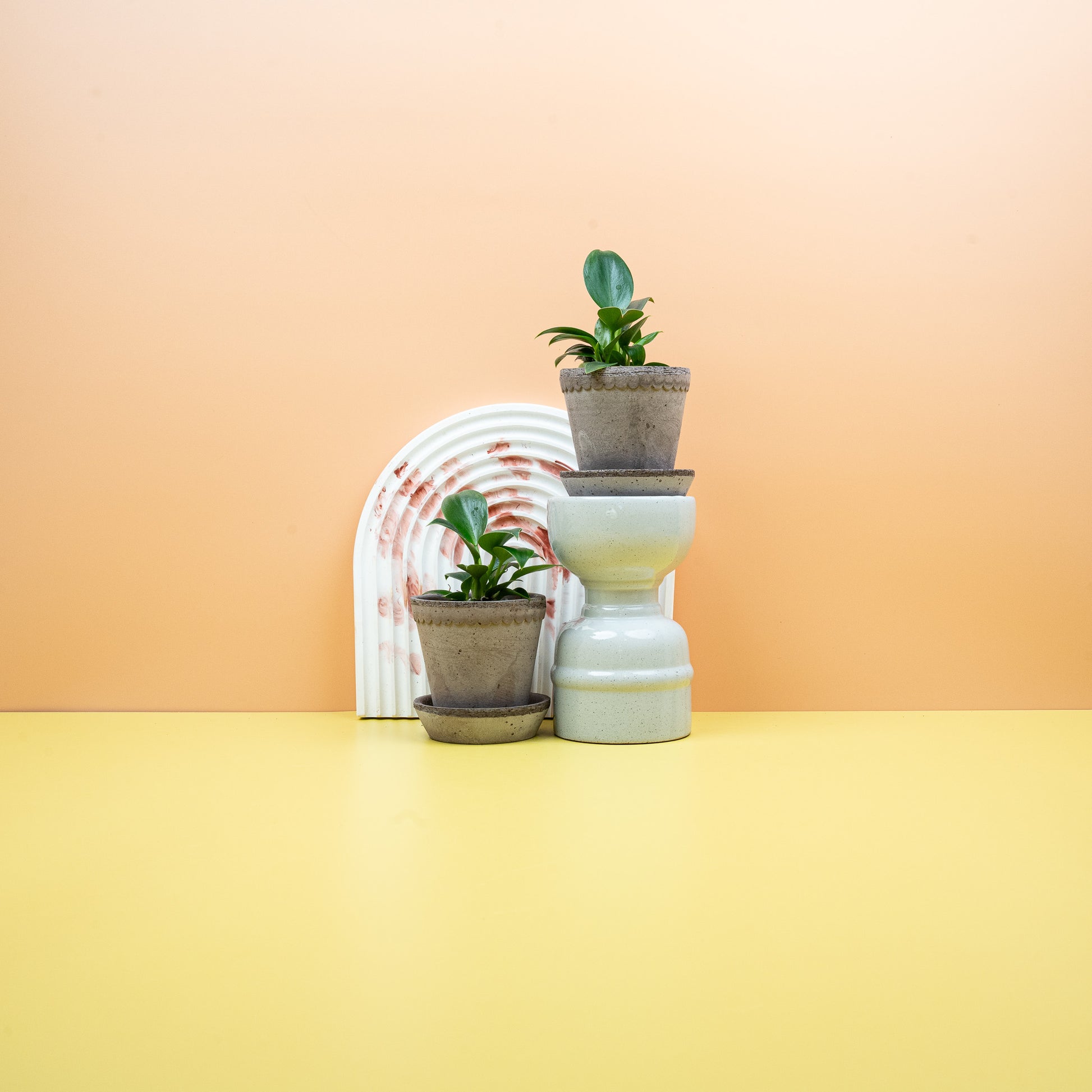 PHILODENDRON GREEN PRINCESS online bestellen bei potflourri