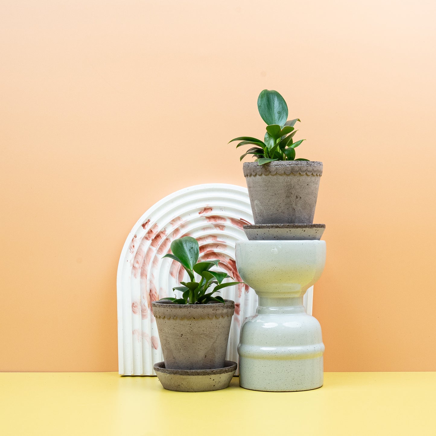PHILODENDRON GREEN PRINCESS online bestellen bei potflourri